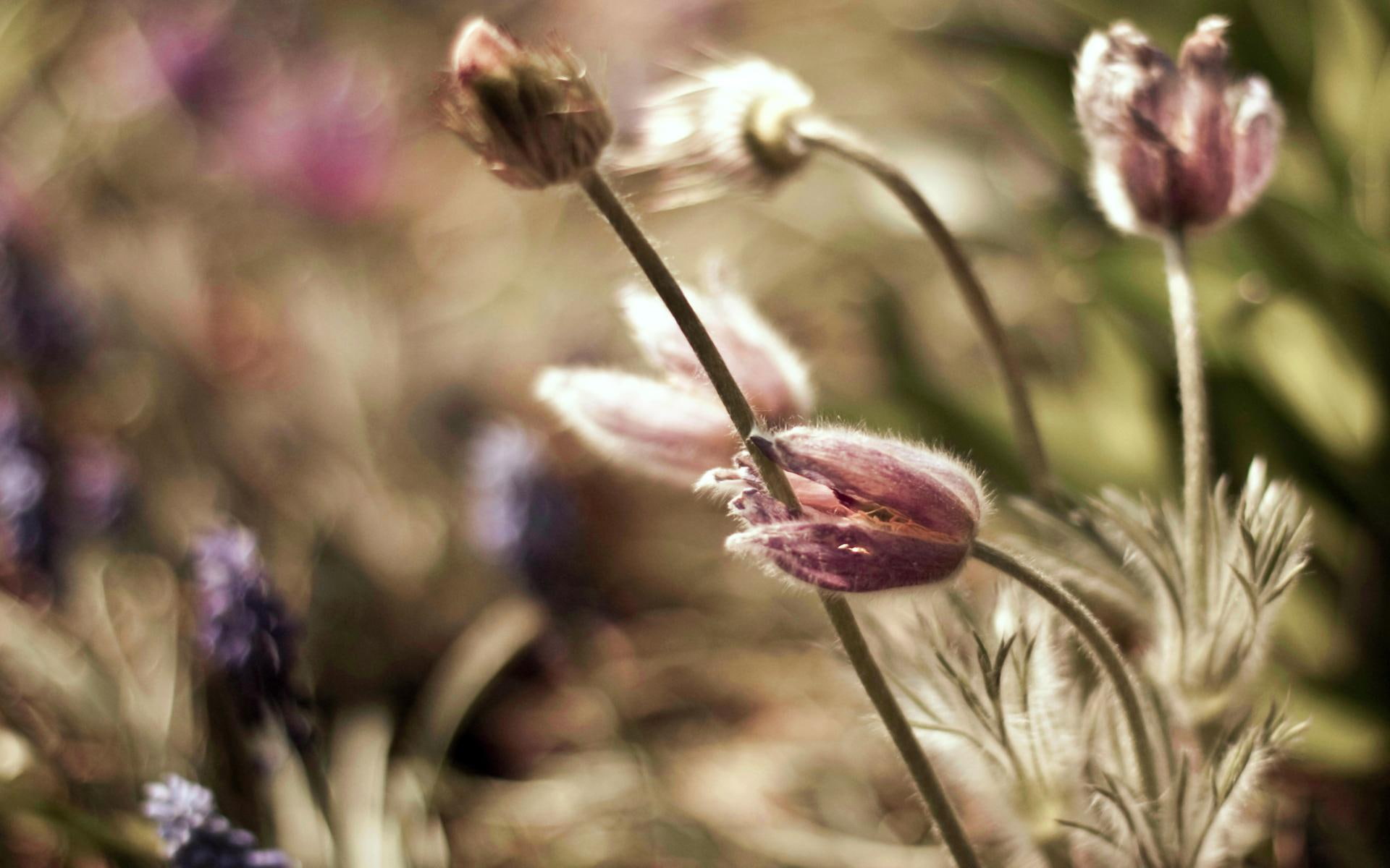 dusty, nice, grass, dust, field, violet, 1080P, flowers, beautiful, summer, flower, 3d and abstract, purple, HD Wallpaper
