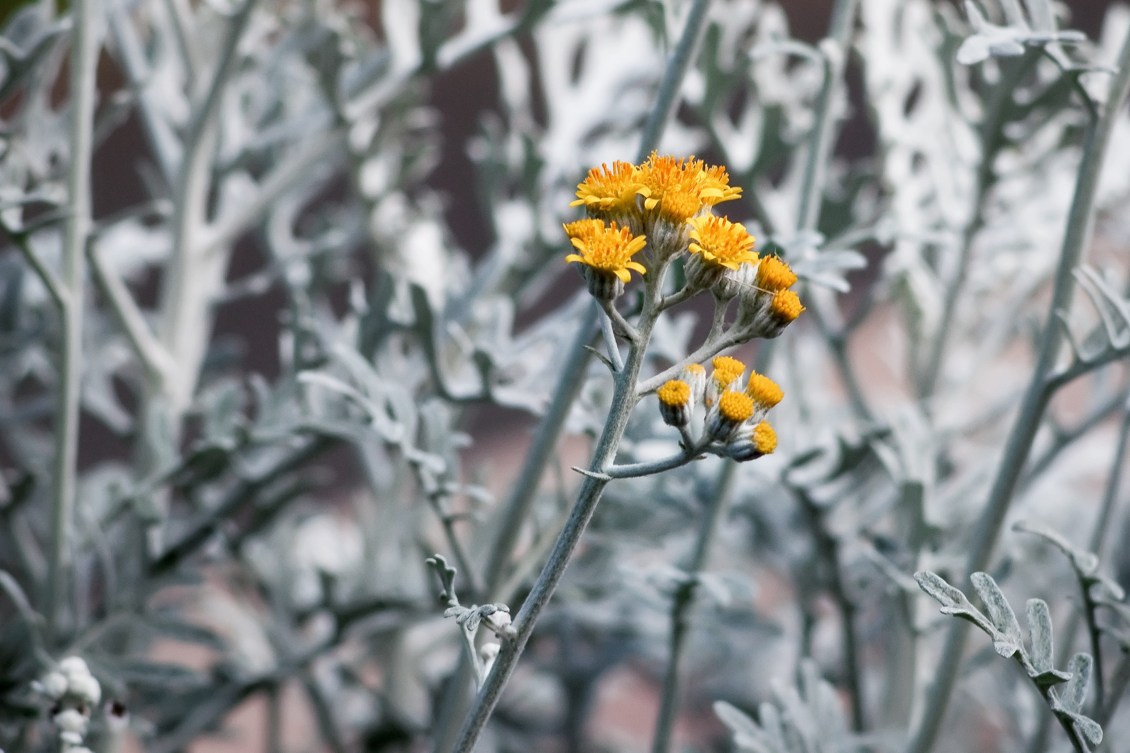 flower head, day, vulnerability, inflorescence, springtime, dusty miller, season, macro, fragility, growth, beauty in nature, garden, tree, no people, focus on foreground, HD Wallpaper