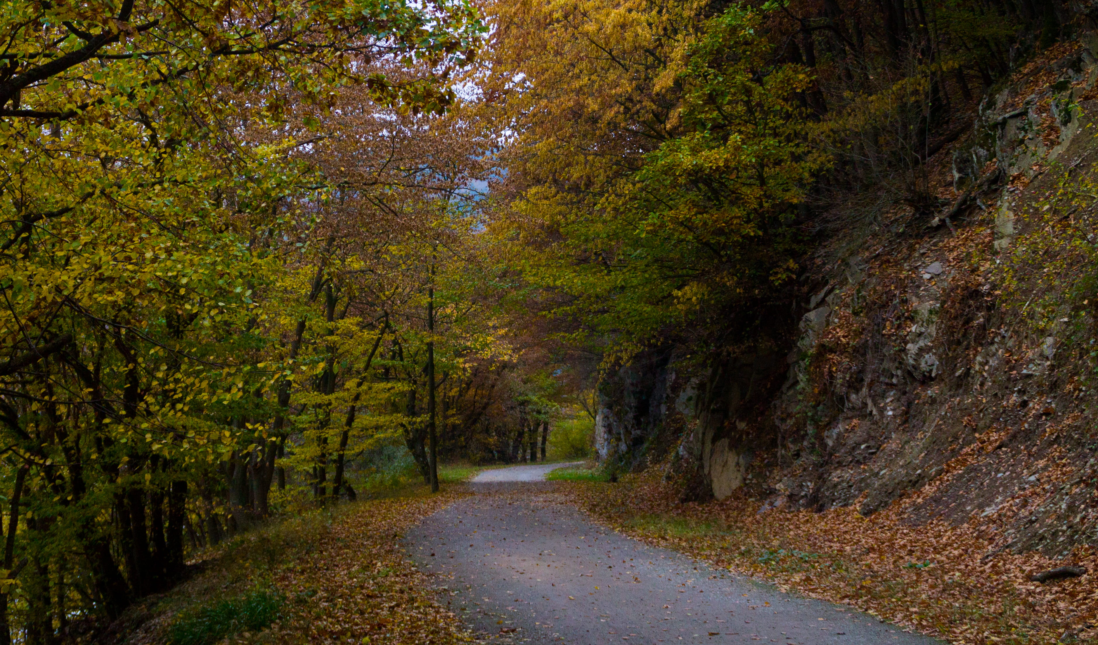 tranquility, land, nature, path, schleiden, road, germany, beauty in nature, diminishing perspective, growth, scenics - nature, treelined, vogelsang, direction, HD Wallpaper