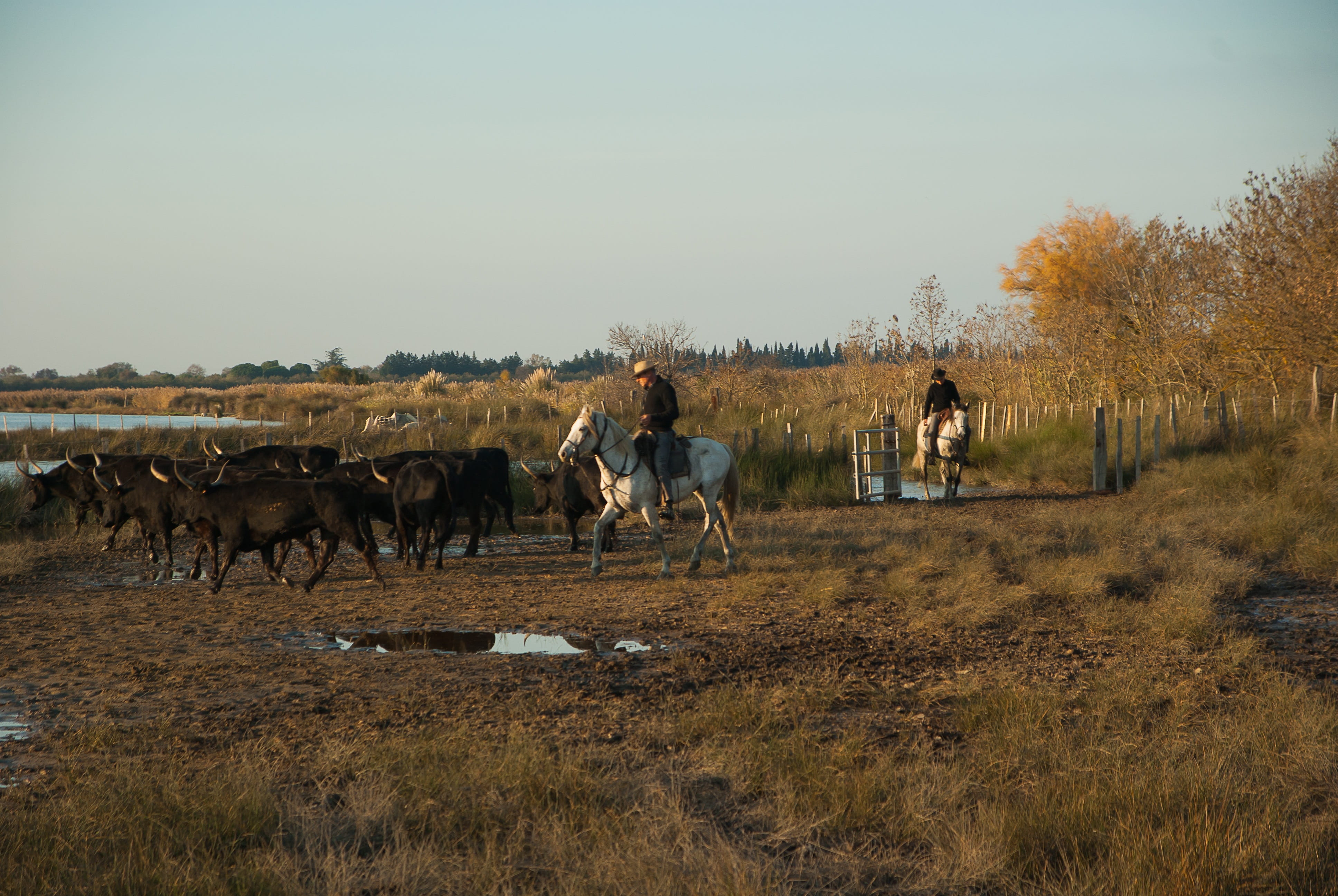 Bulls, outdoors, Camargue, adults only, group Of Animals, real people, farmer, domestic animals, people, herd, horses, field, environment, farm, landscape, HD Wallpaper