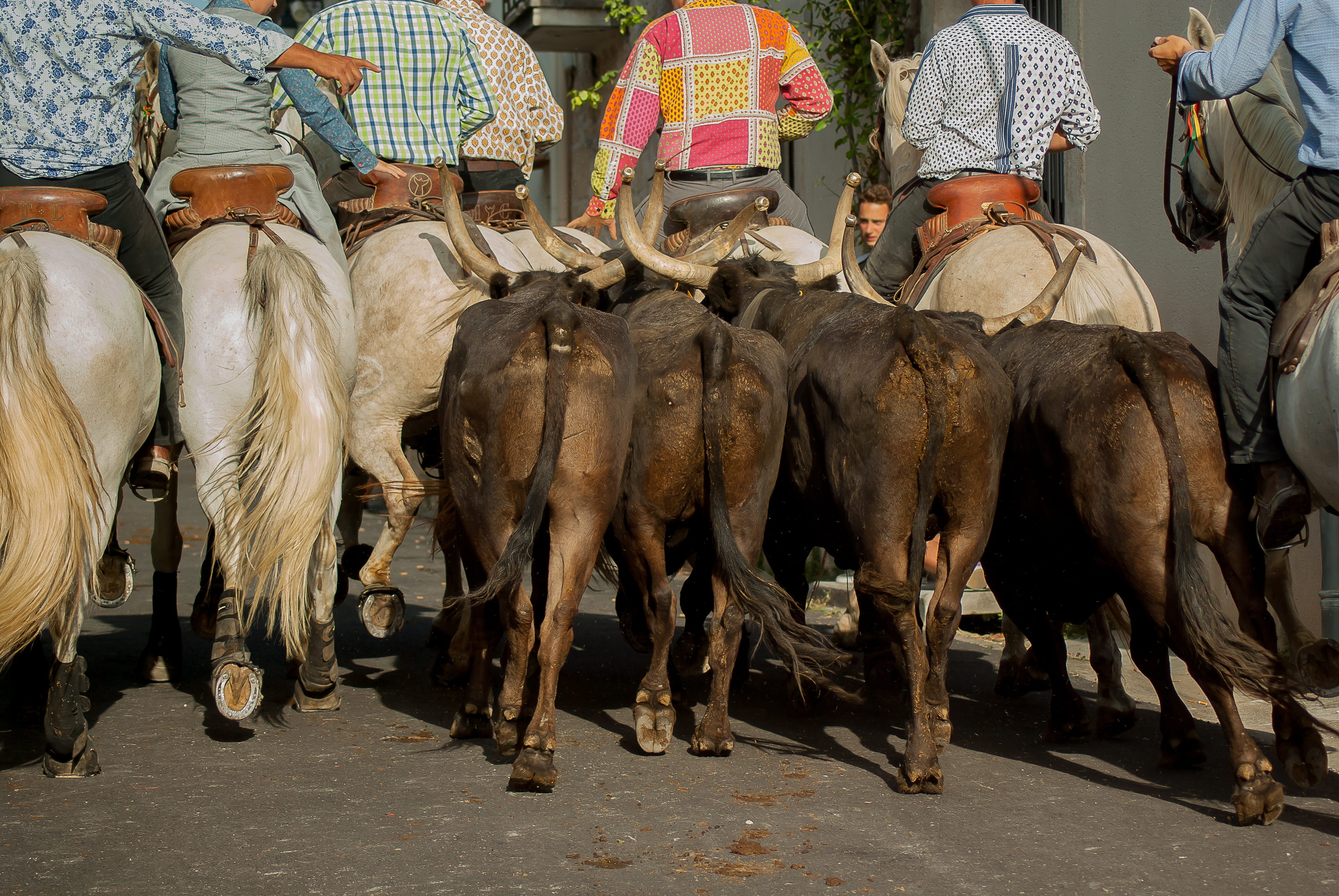herd, gardians, low section, people, group of people, outdoors, camargue horse, 4K, vertebrate, pets, real people, cattle, working animal, mammal, day, HD Wallpaper