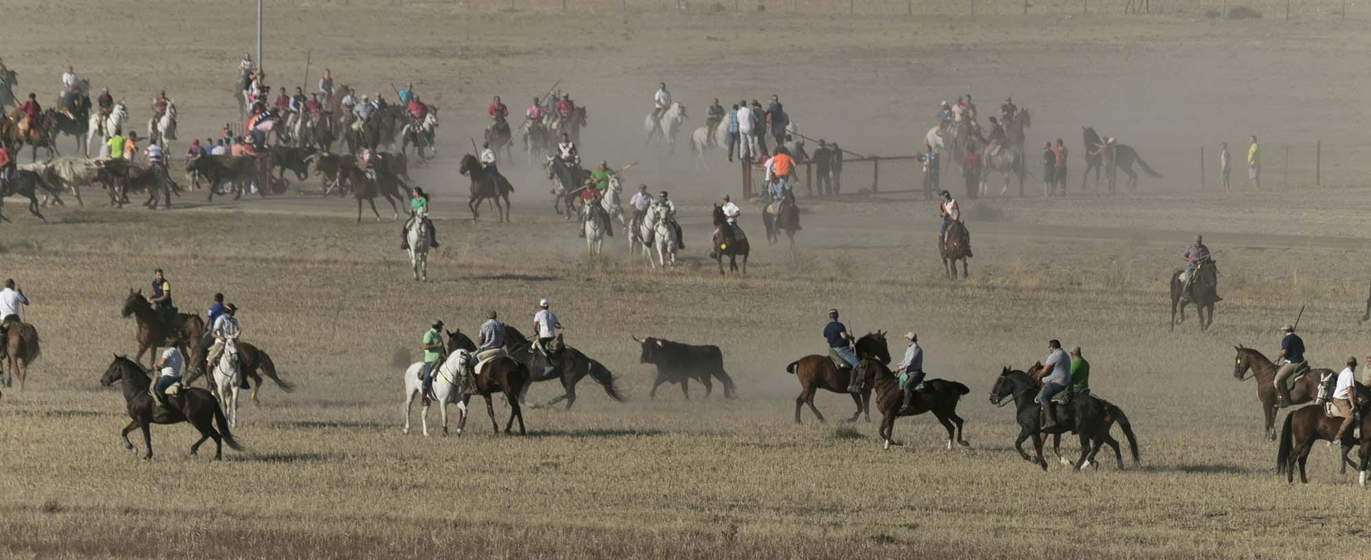 ride, spain, outdoors, riding, horses, land, domestic, 1080P, campero, spur, group of animals, horseback riding, stirrup, large group of people, livestock, HD Wallpaper