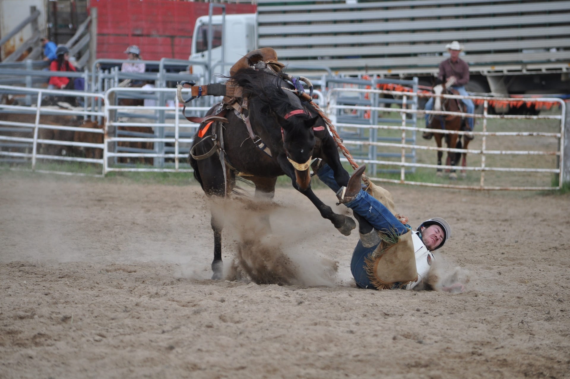 vertebrate, land, ride, Rodeo, canine, ground, domestic, outdoors, dog, livestock, animal, competition, dangerous, motion, 1080P, Bronc Rider, nature, HD Wallpaper