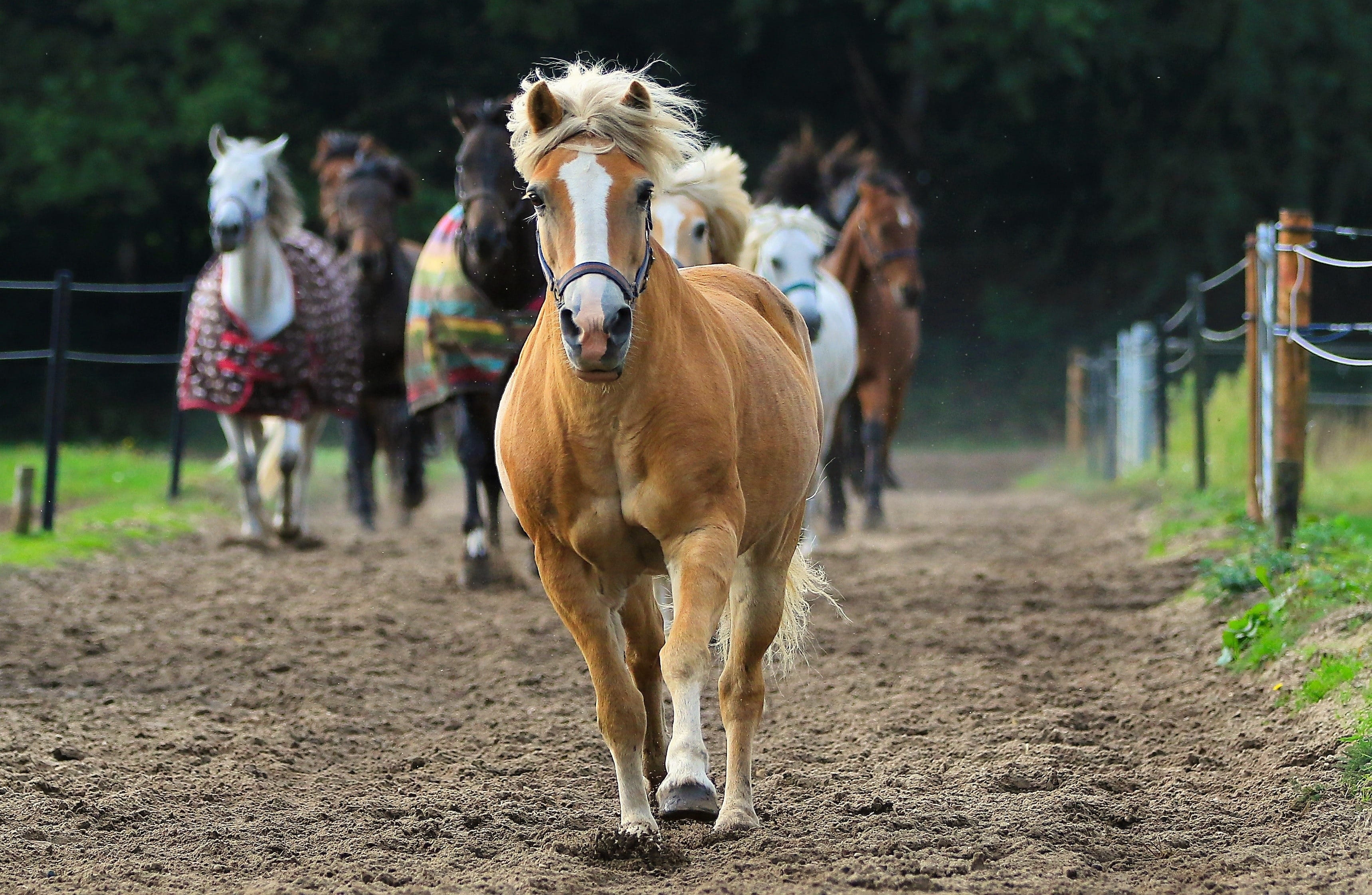 vertebrate, animals, selective, front view, outdoors, nature, pony, animal wildlife, equine, mane, herbivorous, working animal, photo, mammal, focus, dust, HD Wallpaper