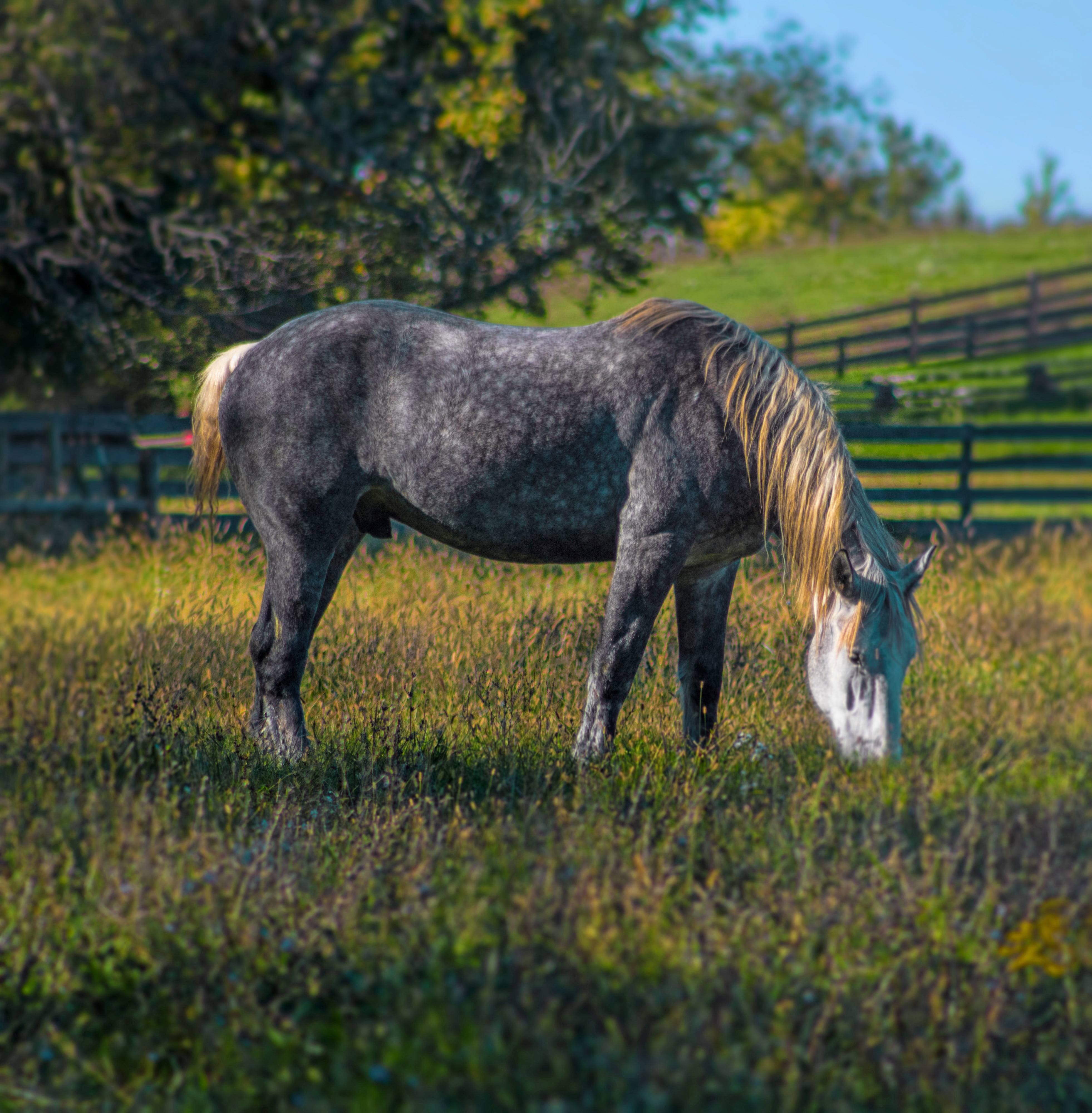 profile view, spot, farm, speed, animal, 4K, animal themes, herbivorous, no people, domestic animals, vertebrate, pasture, percheron, summer, full length, Phone HD Wallpaper