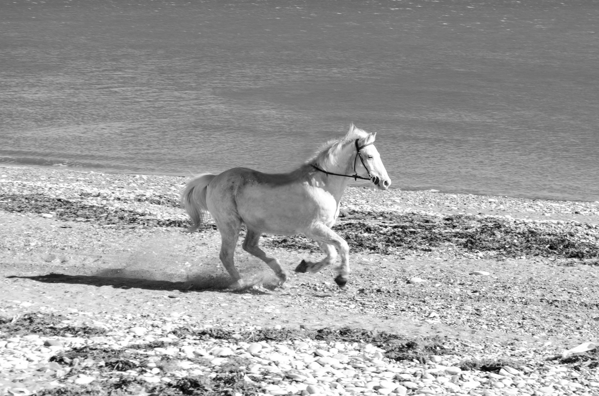 no people, body, land, moving, canine, beauty, white, action, horse, sunlight, beach, farm, outdoors, dom, animal, day, mammal, hoofed, full length, motion, HD Wallpaper