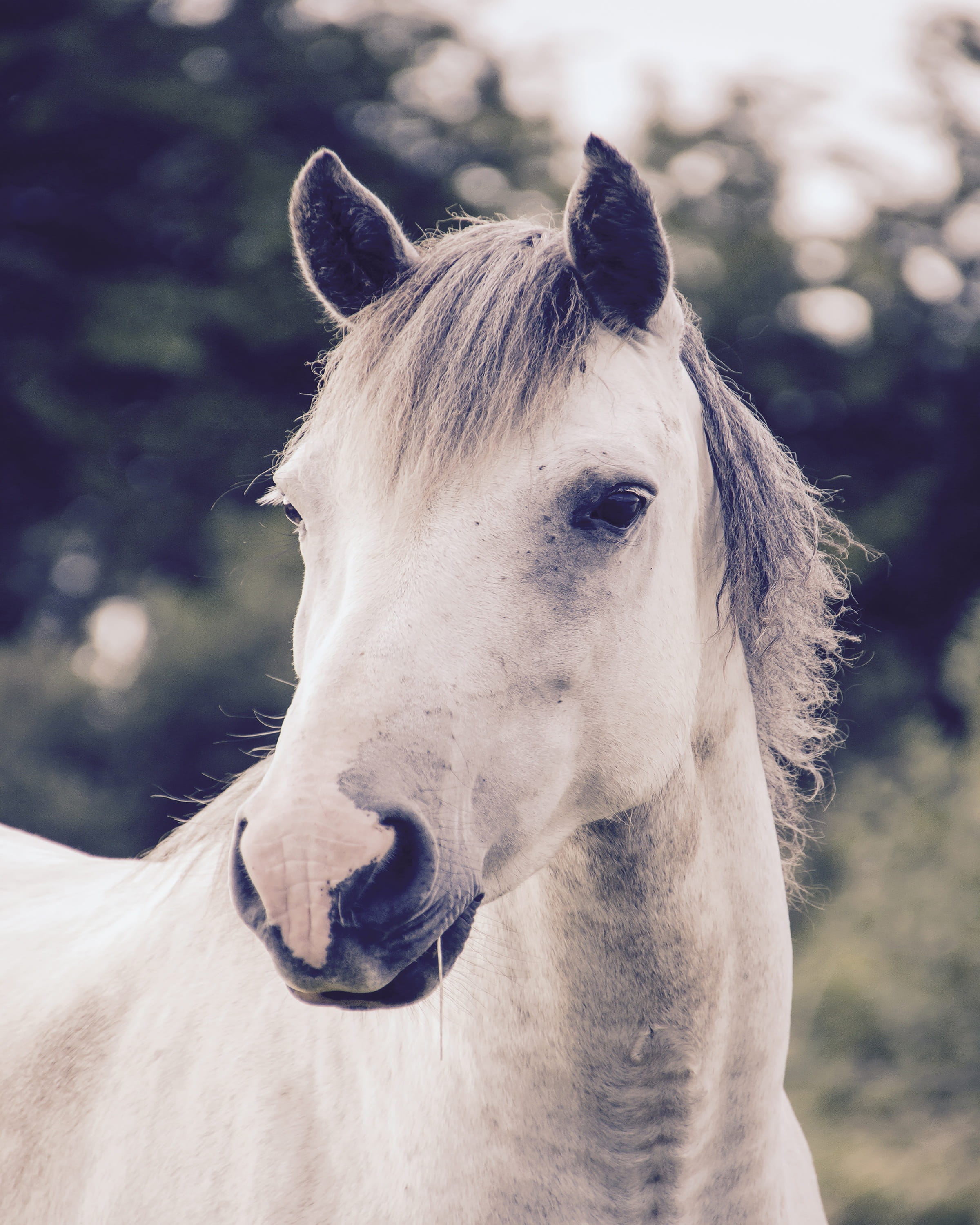 animal head, white, day, grey, vertebrate, mammal, horse, farm, animal mouth, equestrian, outdoors, rural, animal wildlife, one animal, mare, brown, domestic, Phone HD Wallpaper