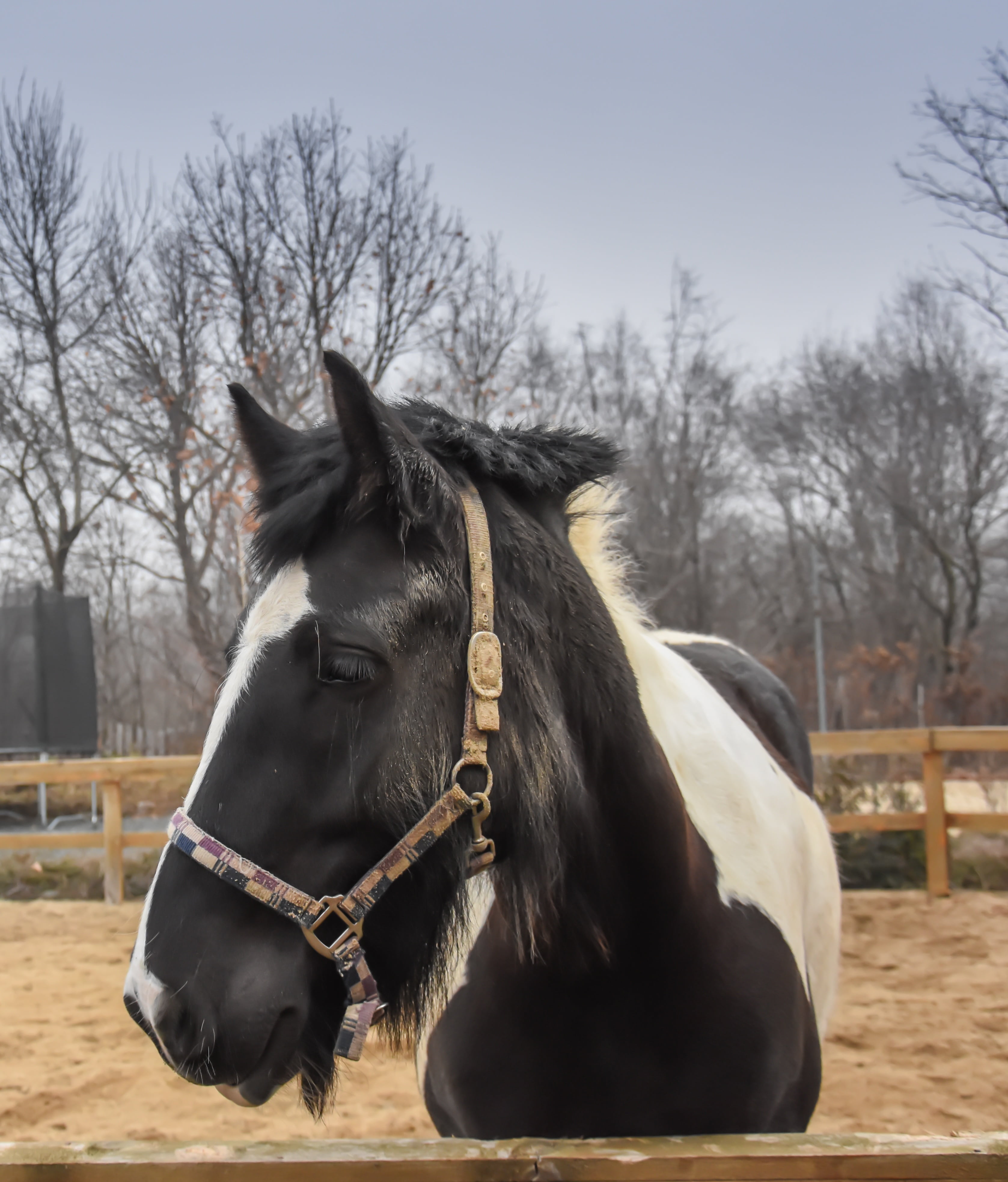 grass, domestic, animal wildlife, black, winter, bare tree, brown, mammal, pets, horse, equestrian, animal pen, farm, mane, stallion, animal, no people, Phone HD Wallpaper