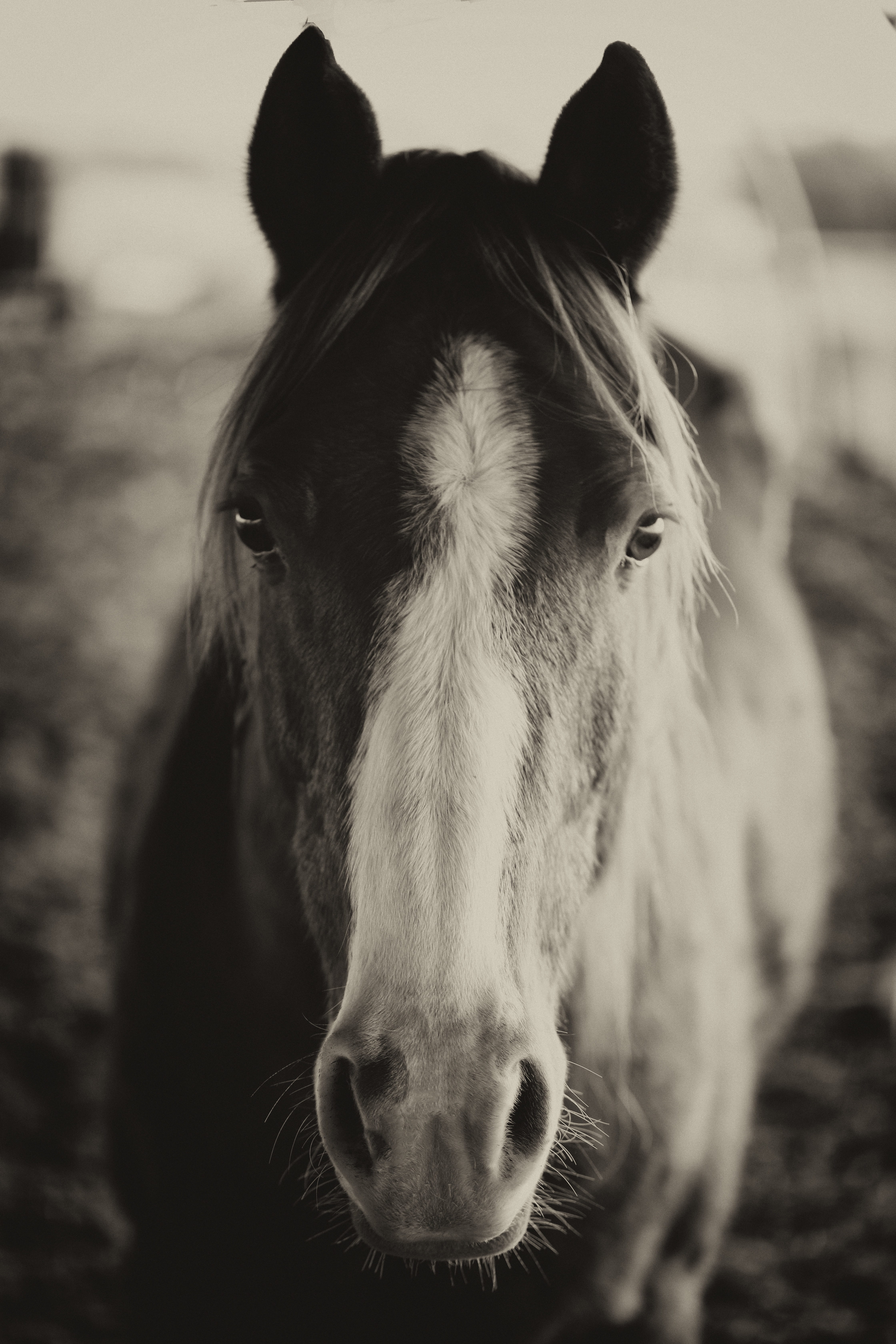 western, outdoors, focus on foreground, animal themes, ranch, 5K, brown, sea, looking at camera, mane, horses, animal, field, riding, mare, meadow, working animal, Phone HD Wallpaper