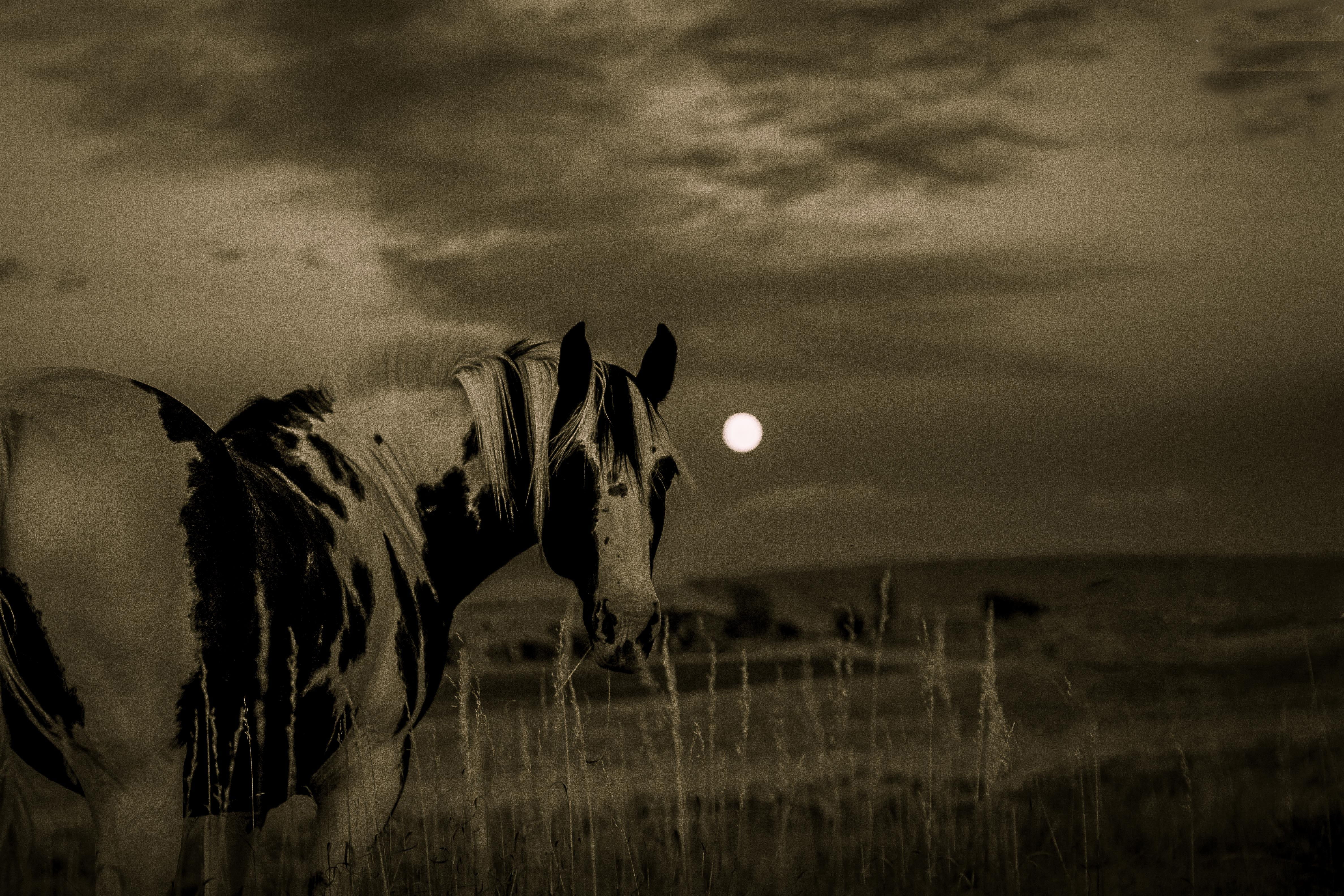 horse, animal themes, nature, moon, plant, cloud - sky, field, landscape, sky, grass, outdoors, domestic, domestic animals, equine, animal, black, white, HD Wallpaper