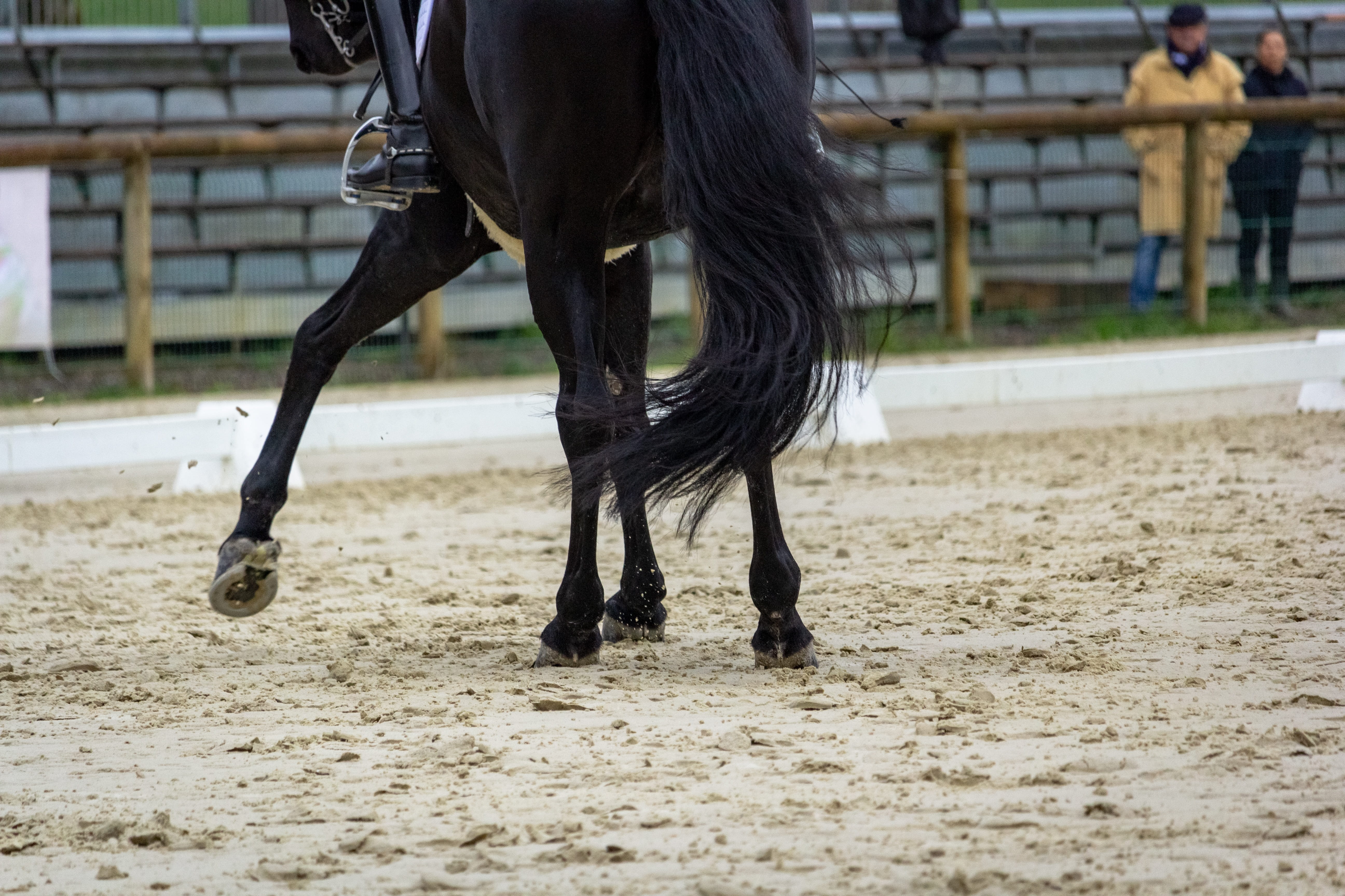 animal wildlife, pompadour, sport, nature, herd, focus on foreground, horseback riding, animal, working animal, pure-blood, mammals, vertebrate, herbivorous, HD Wallpaper