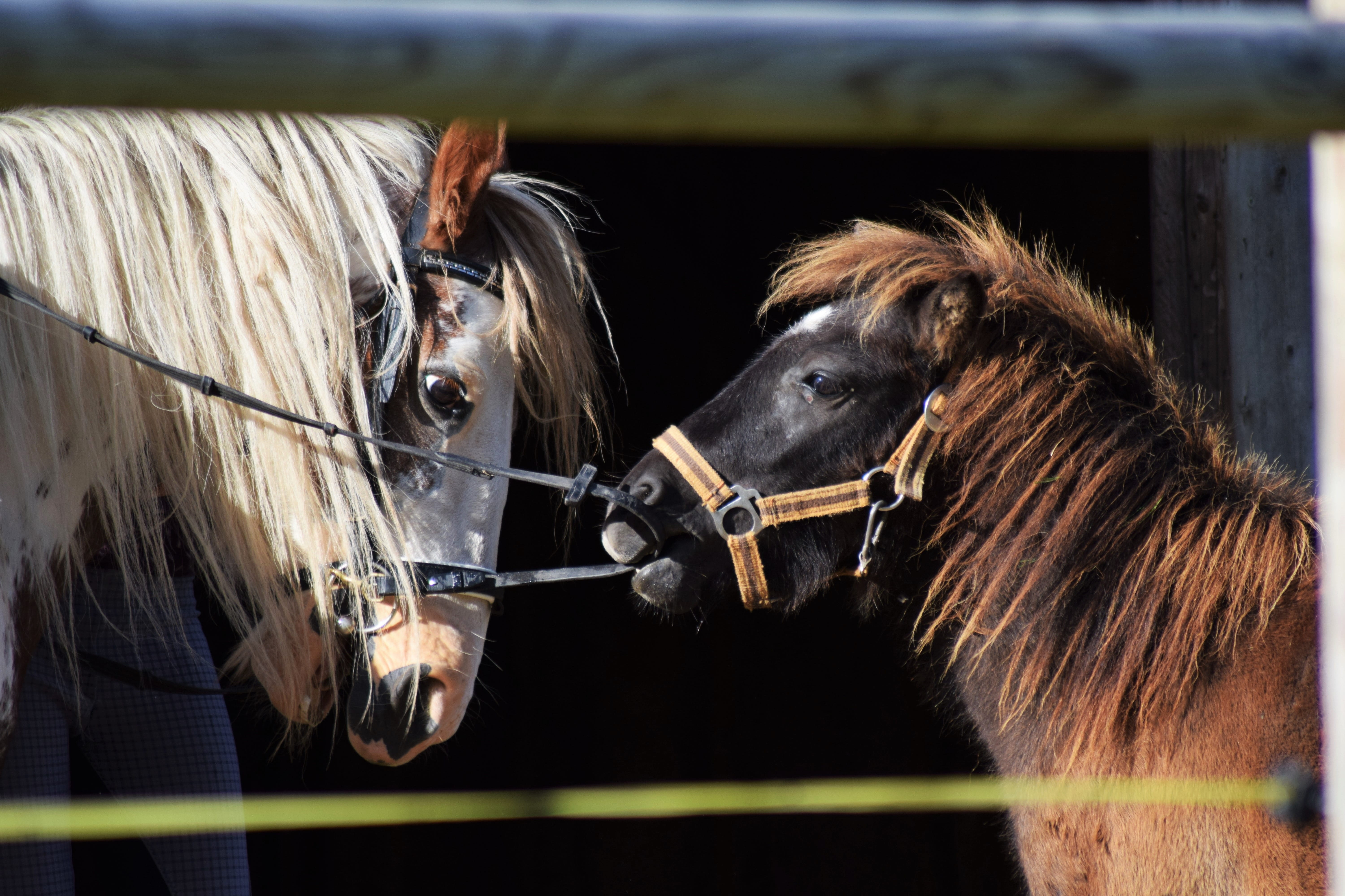 animal themes, animal, Horse, one animal, pets, close-up, mammal, two, herbivorous, stable, animal pen, country, animal Head, livestock, day, nature, Pony, HD Wallpaper
