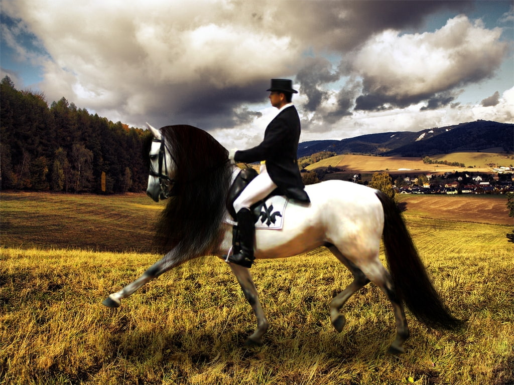 dressage, horse, 480P, hd, animals, HD Wallpaper