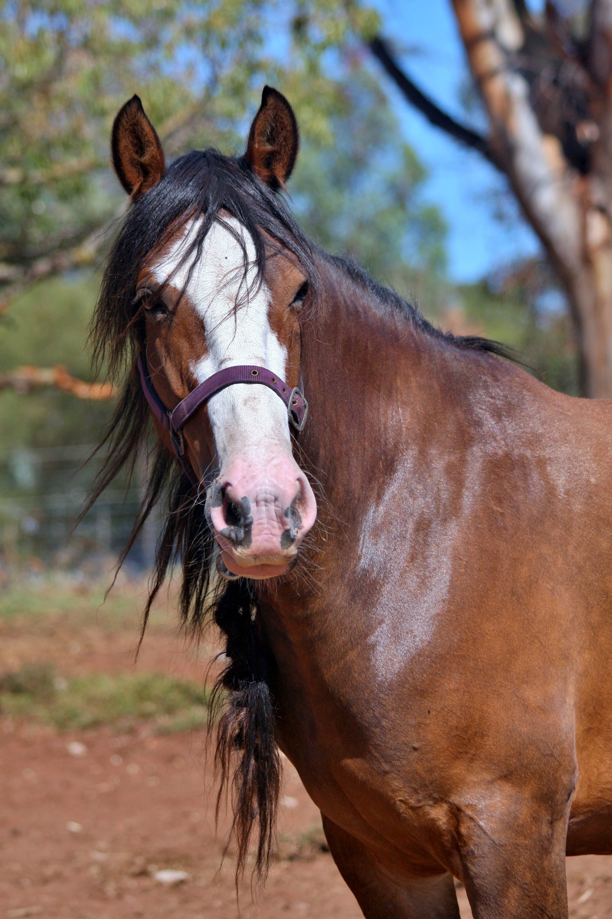 thoroughbred Horse, Clydesdale, livestock, domestic animals, Brown, pets, stallion, 4K, no people, farm, outdoors, vertebrate, riding, horse, field, nature, Phone HD Wallpaper