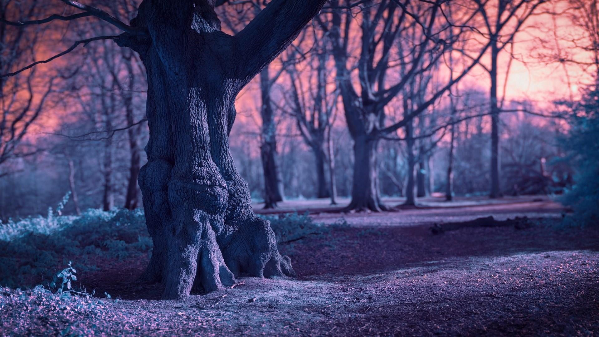 tree, magical, land, tranquil scene, sky, woodland, darkness, environment, landscape, atmosphere, 1080P, plant, no people, morning, sunlight, nature, winter, HD Wallpaper