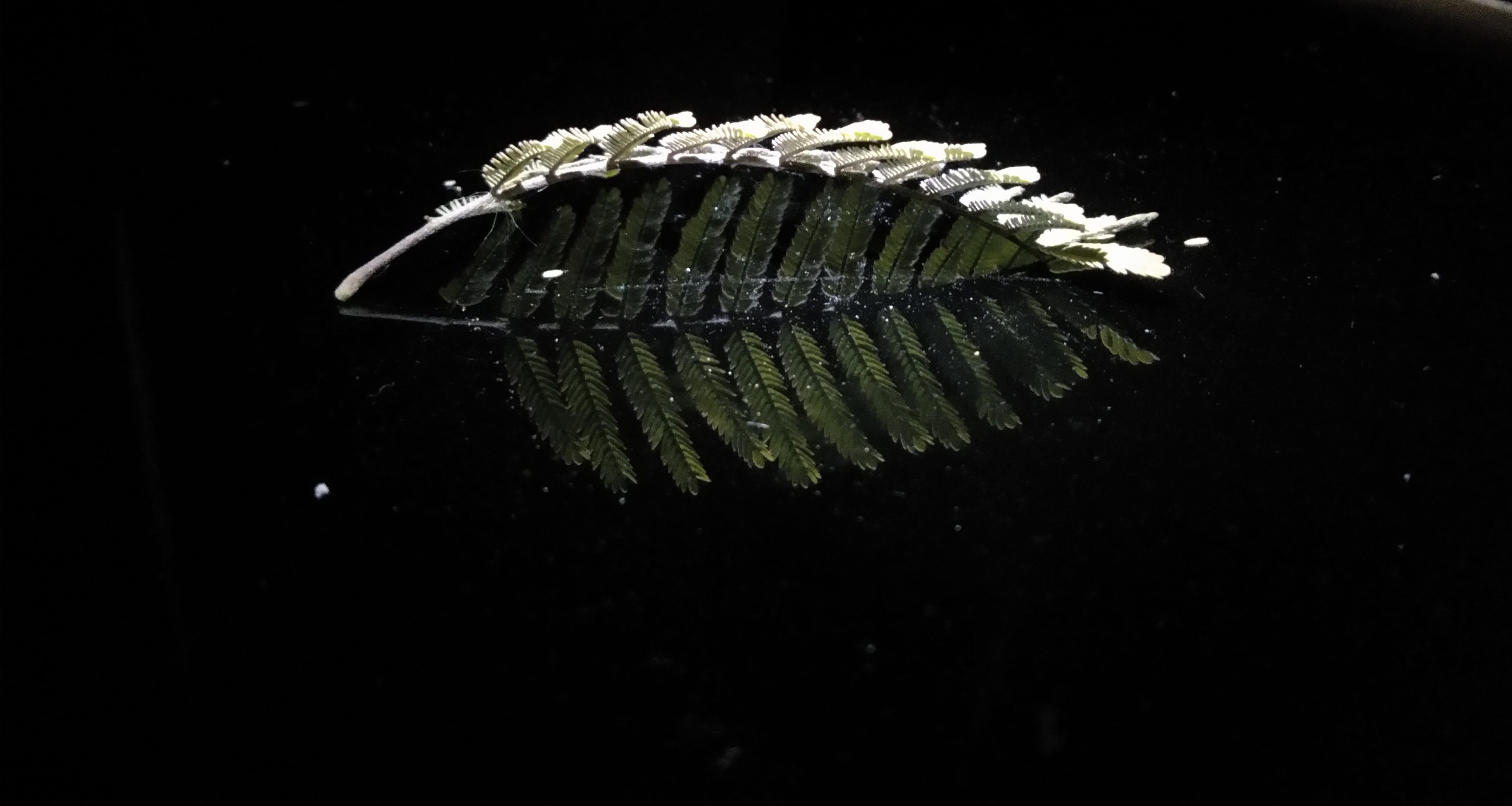 invertebrate, fish, dinosaur, black background, indoors, studio shot, copy space, close-up, no people, 4K, nature, plant, water, motion, skeleton, purity, HD Wallpaper