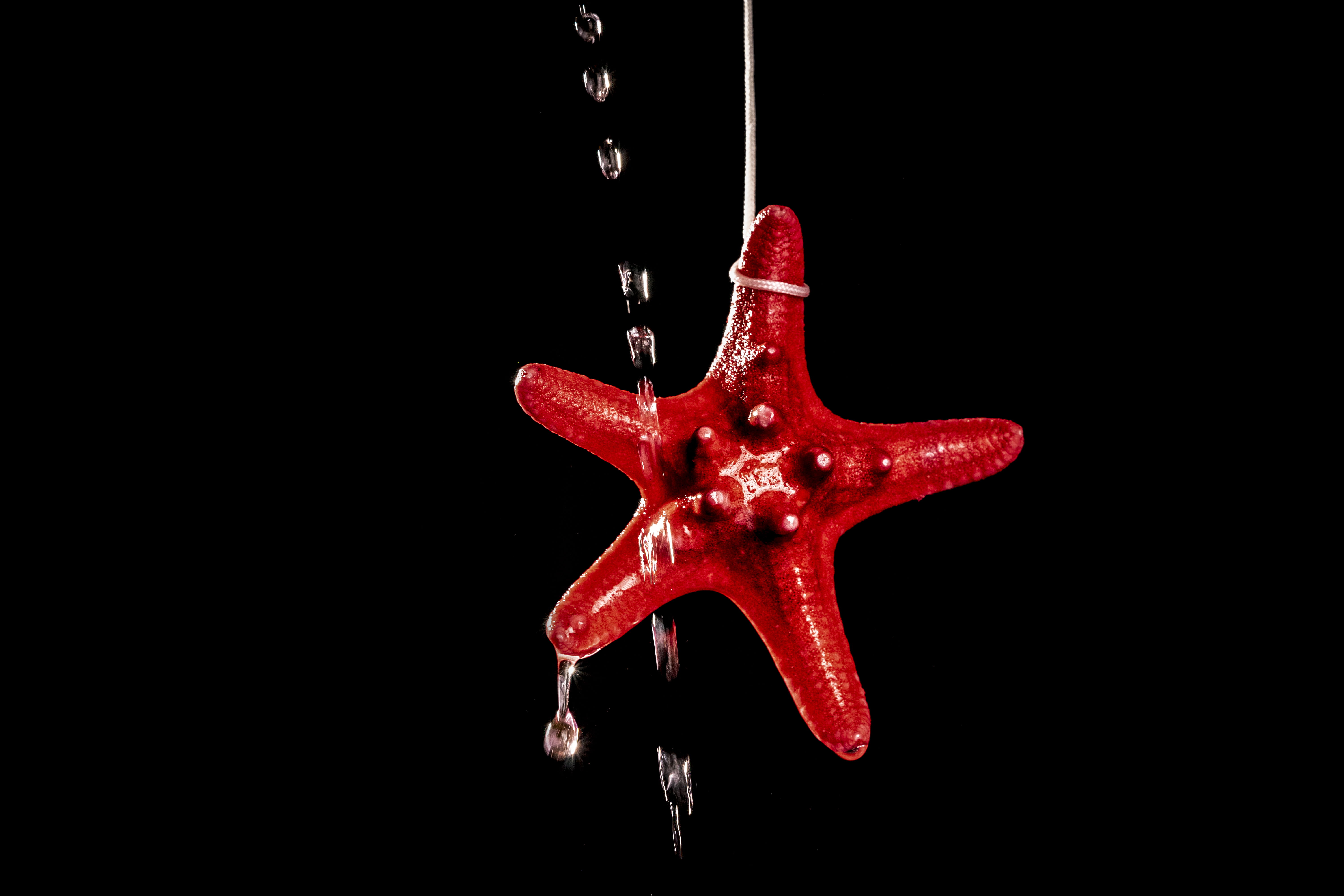 indoors, red, wildlife, symbol, blood, cross, nature, star symbol, 5K, studio shot, fish, single object, paint, copy space, juggling, food and drink, cardinal, HD Wallpaper