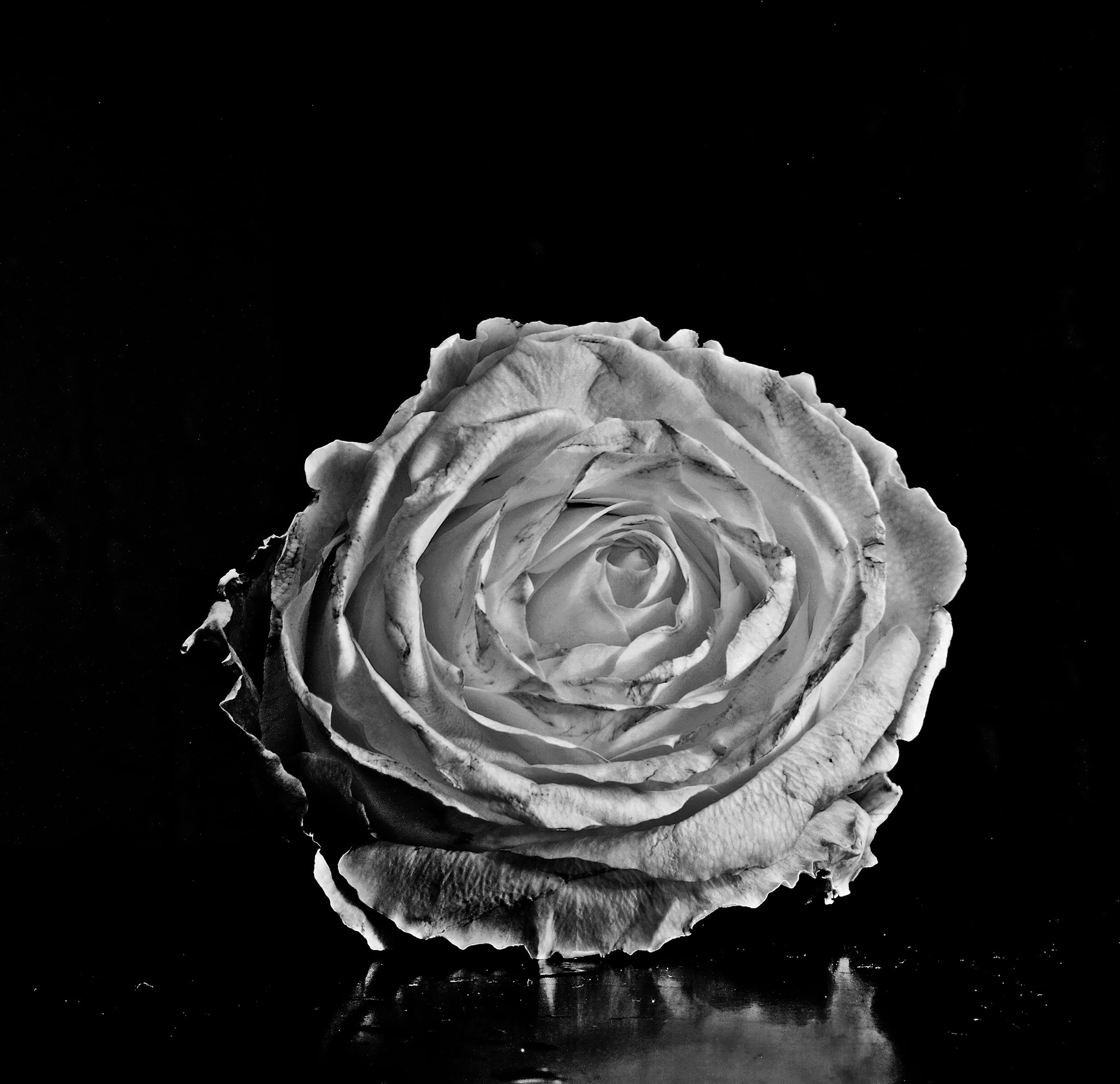 flower, silver, black and white, flowering plant, hair slide, beauty in nature, blossom, no people, rose, insect, growth, animal, fragility, vulnerability, HD Wallpaper