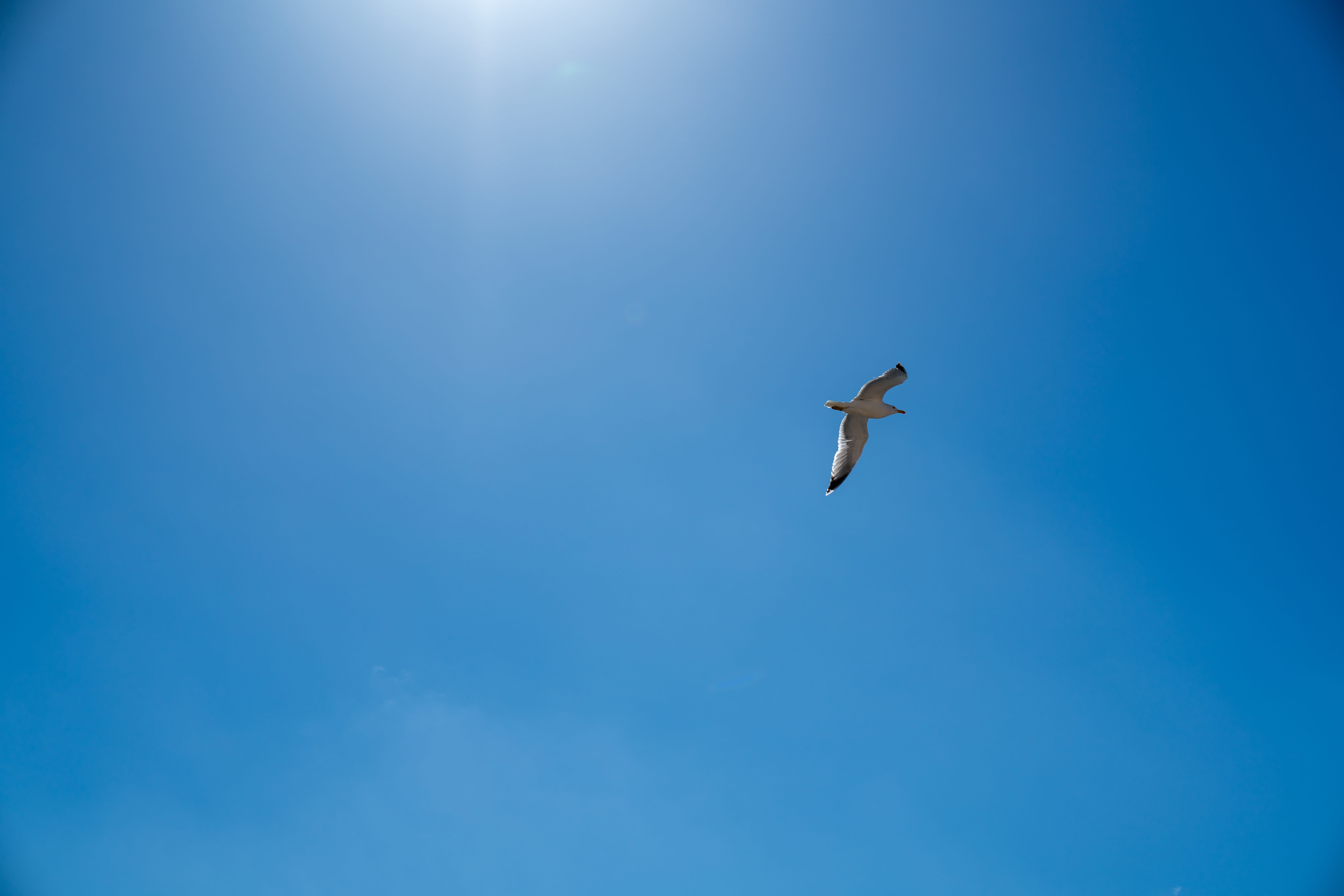 food, animal, meal, light, no people, azure sky, sunlight, sun, vertebrate, one animal, eagle, low angle view, animal themes, leisure activities, gliding, HD Wallpaper