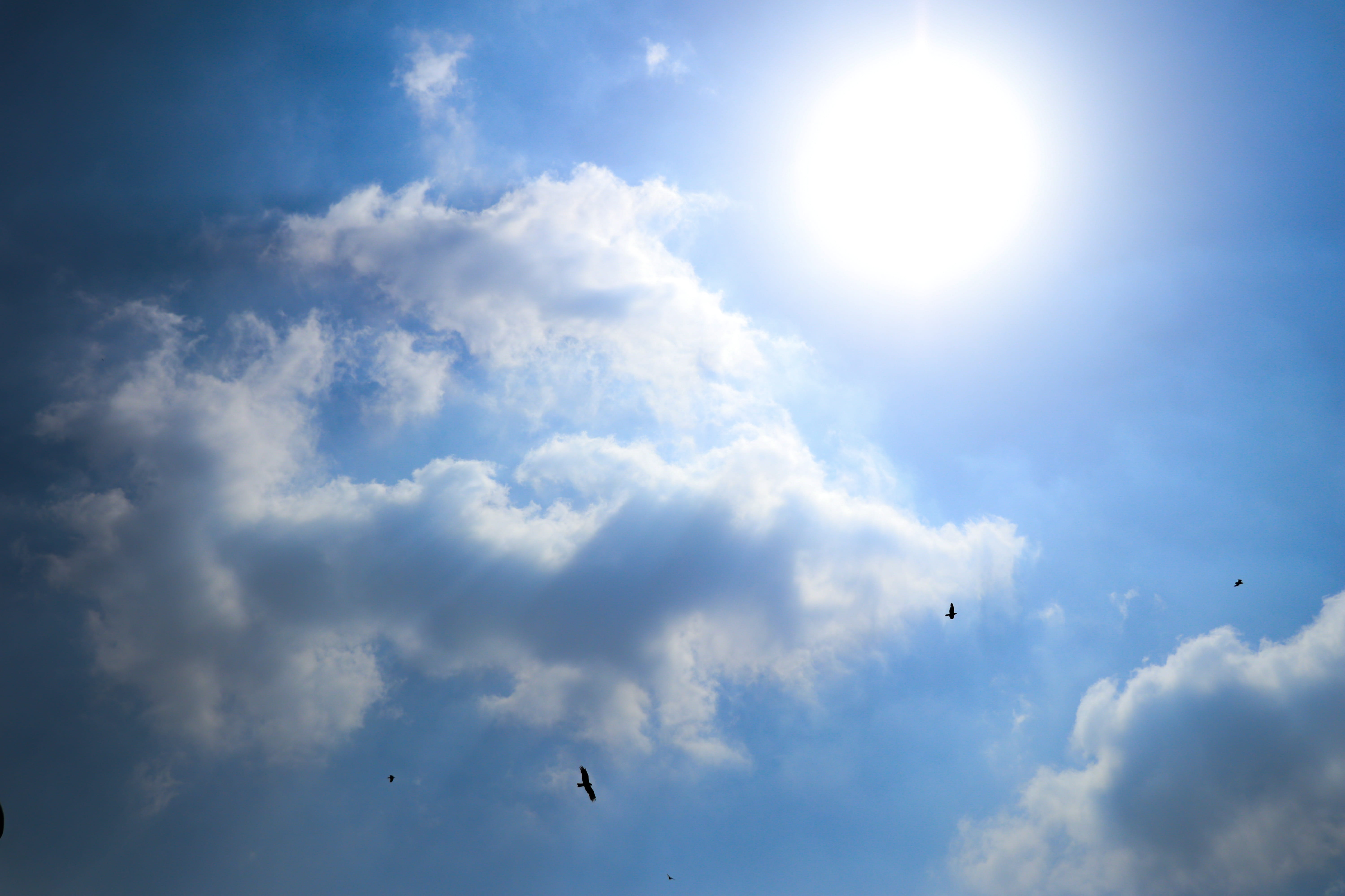 sunlight, low angle view, gliding, meteorology, light, beauty in nature, aircraft, flight, parachute, day, adventure, animal, weather, tranquility, sunbeam, HD Wallpaper