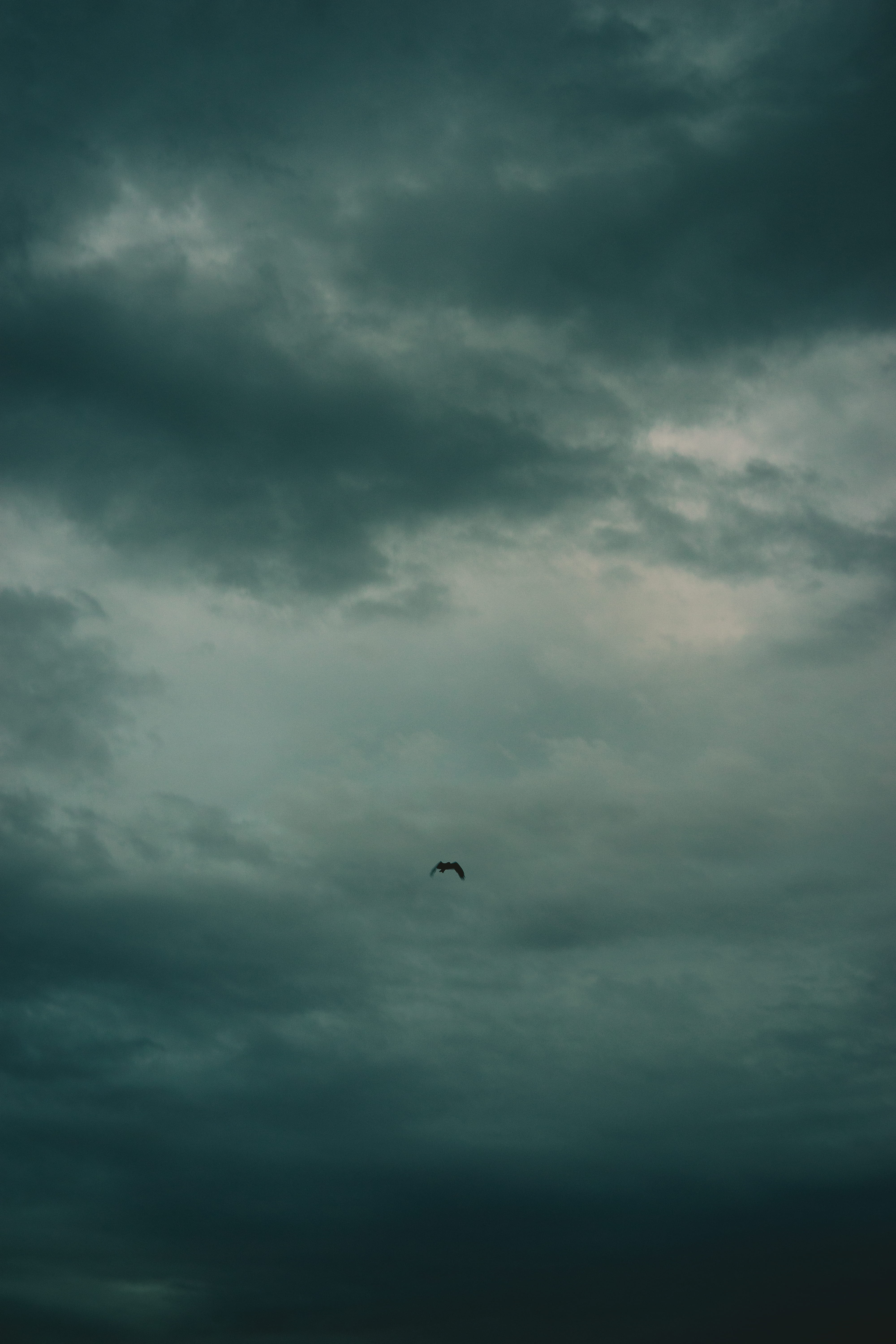 slope, 5K, animal, beauty in nature, outdoors, vertebrate, gliding, flying, dusk, savanna, low angle view, adventure, kite bird, cloud - sky, animal wildlife, Phone HD Wallpaper
