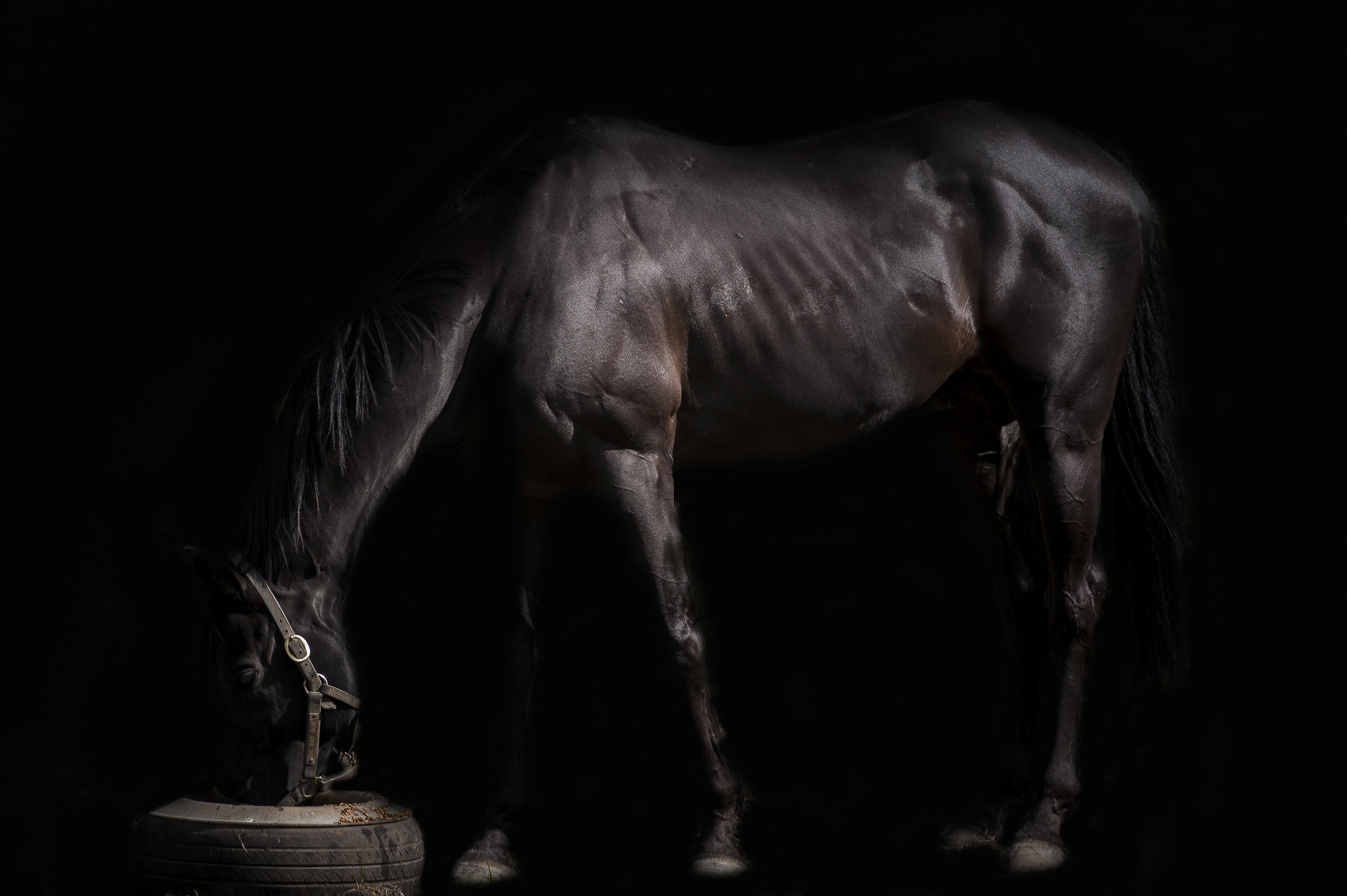 pets, indoors, colt horse, dark, silhouette, foal, mammal, livestock, side view, clothing, coat, vertebrate, animal wildlife, furniture, sculpture, andalusian horse, HD Wallpaper