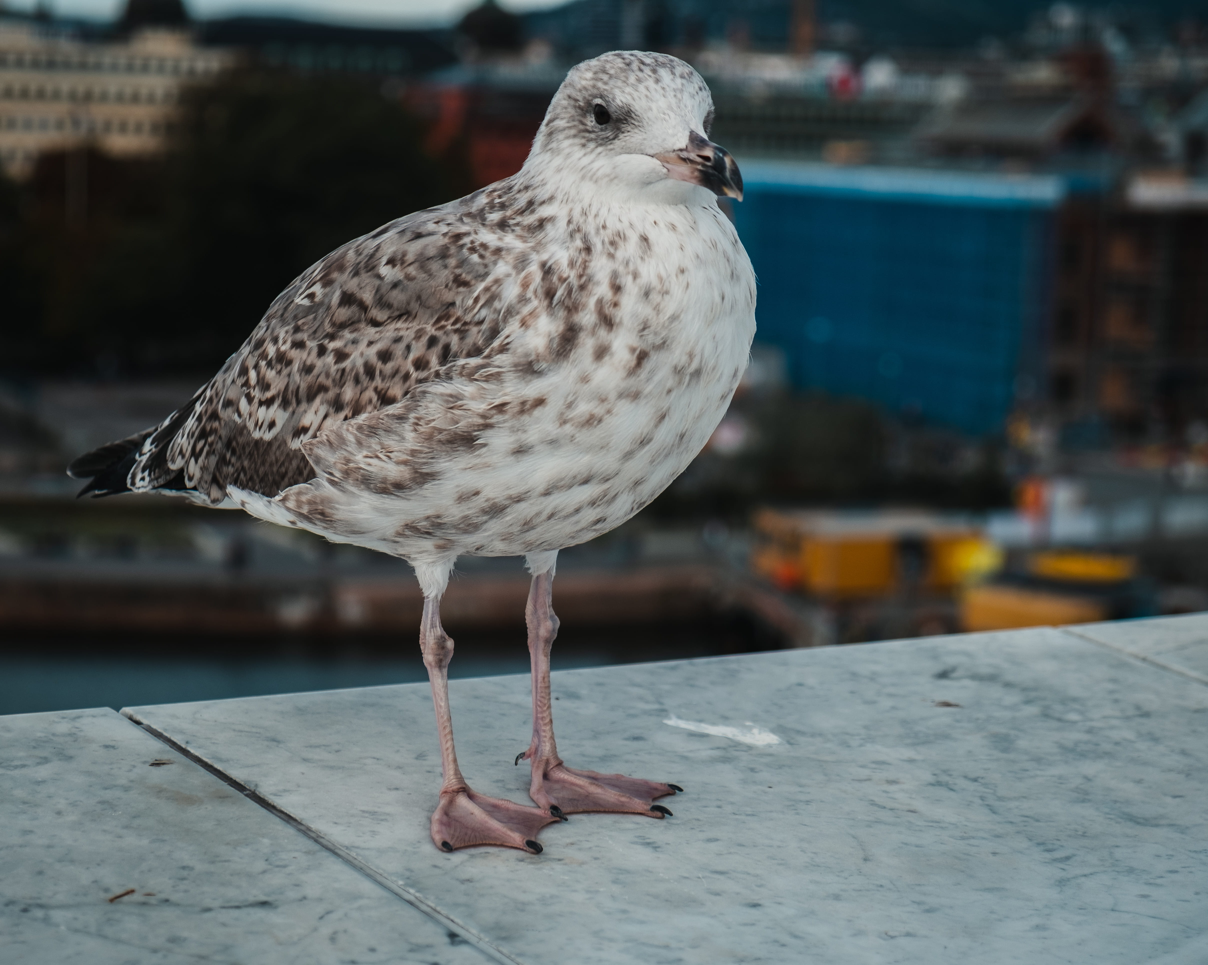 concrete, city, gray, wall, surface, nature, buzzard, vertebrate, no people, standing, finger, beak, dove, animal wildlife, seagull, oslo, pigeon, outdoors, HD Wallpaper