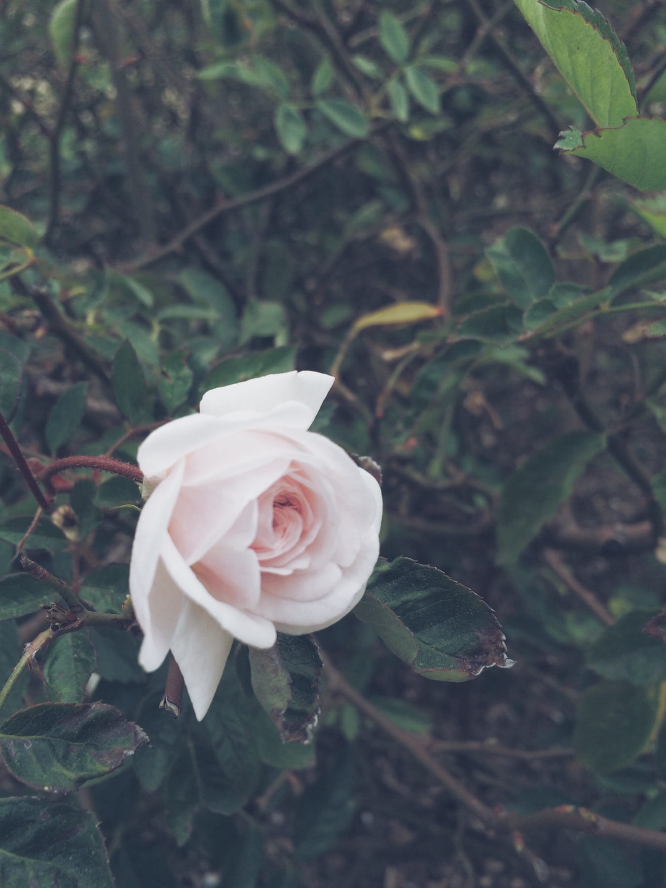 united states, rose - flower, 720P, high angle view, plant part, beauty in nature, flower head, softness, flowering plant, vulnerability, petal, outdoors, Phone HD Wallpaper