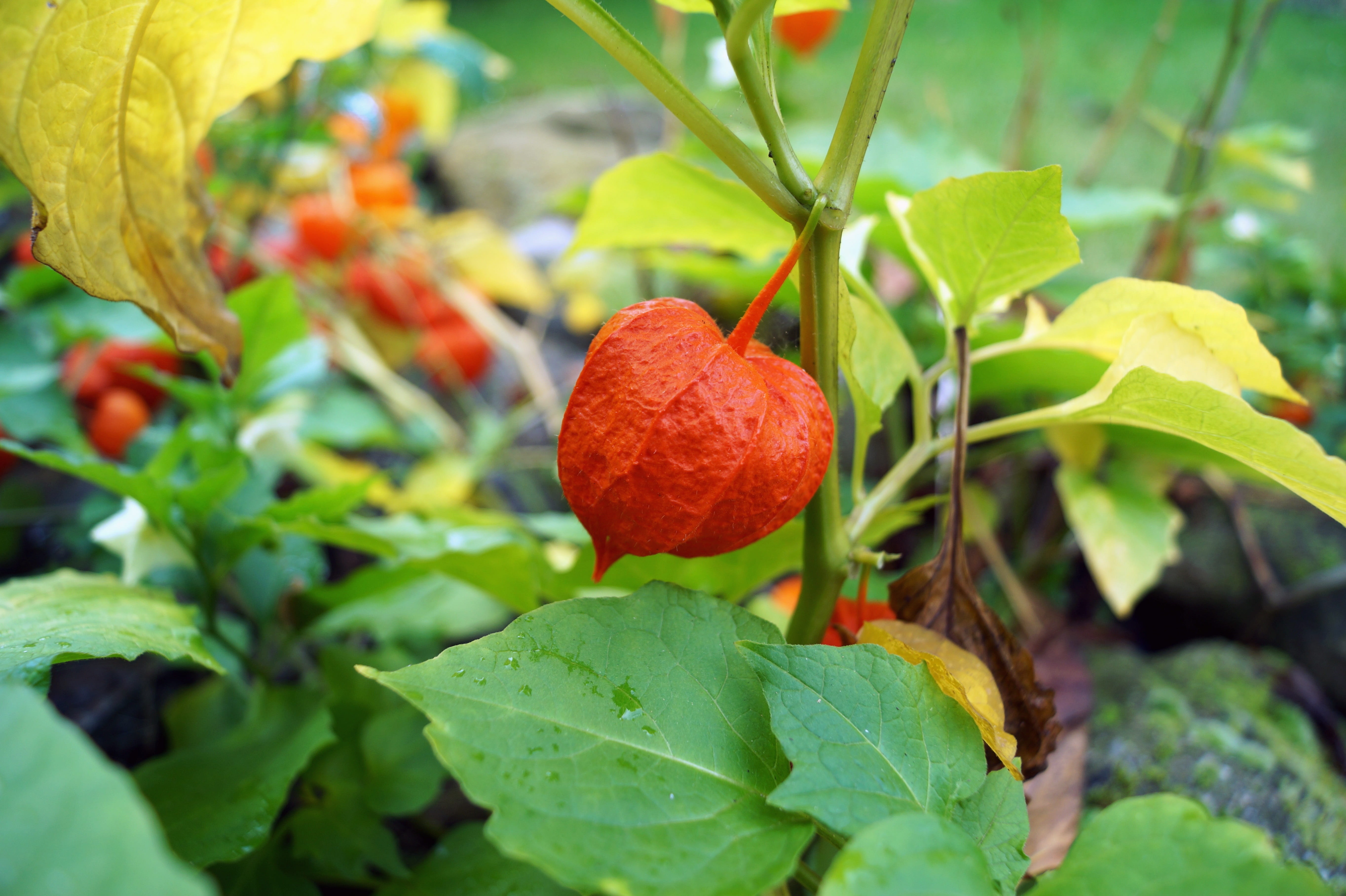 orange, day, growth, food, food and drink, green color, healthy eating, red, plant, focus on foreground, fruit, ornamental plant, lampionblume, no people, HD Wallpaper