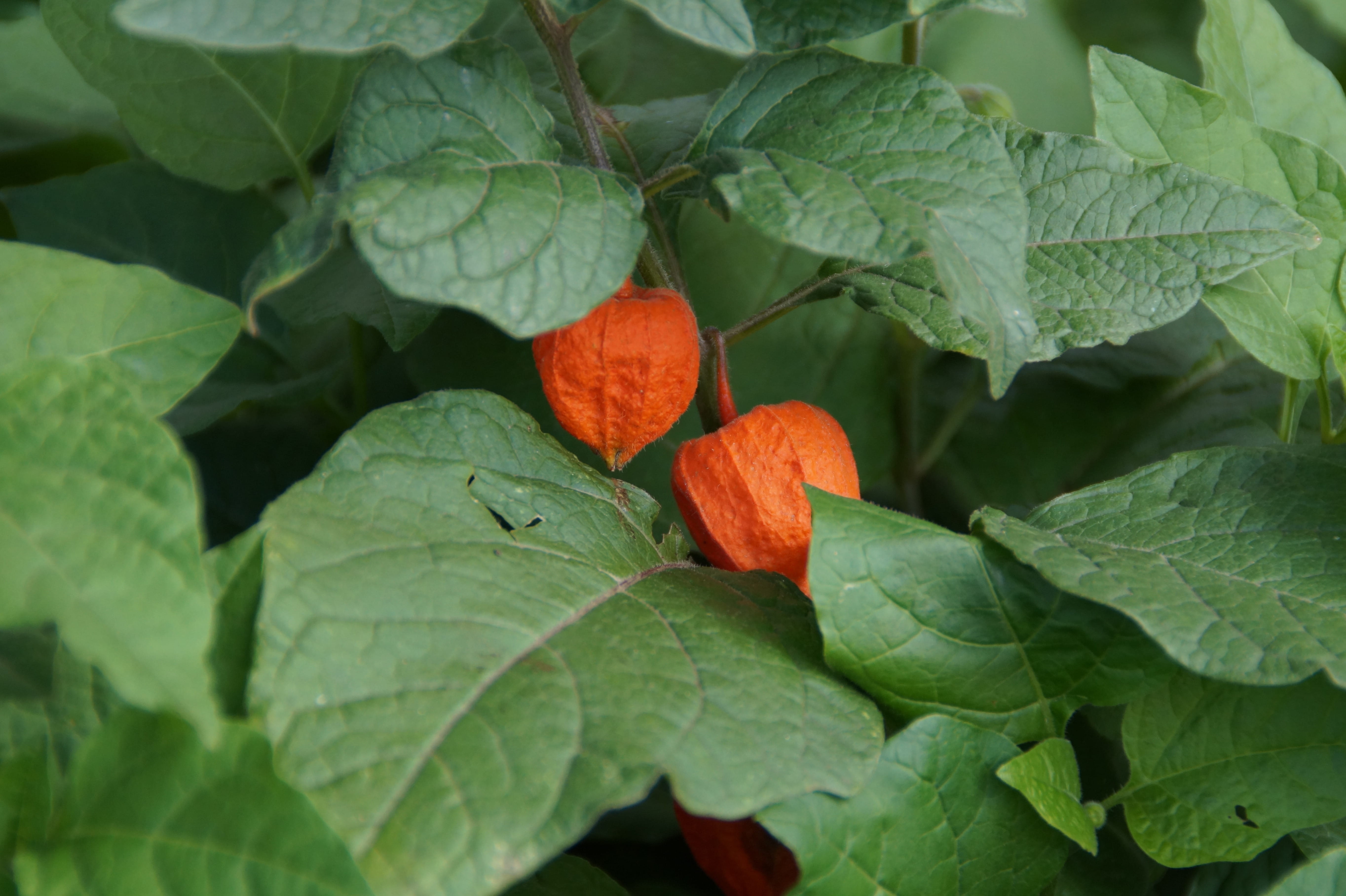 food, freshness, Lampion, beauty in nature, fruit, orange color, splash of color, flower, leaves, autumn, food and drink, red, nature, lampionblumen, fragility, HD Wallpaper