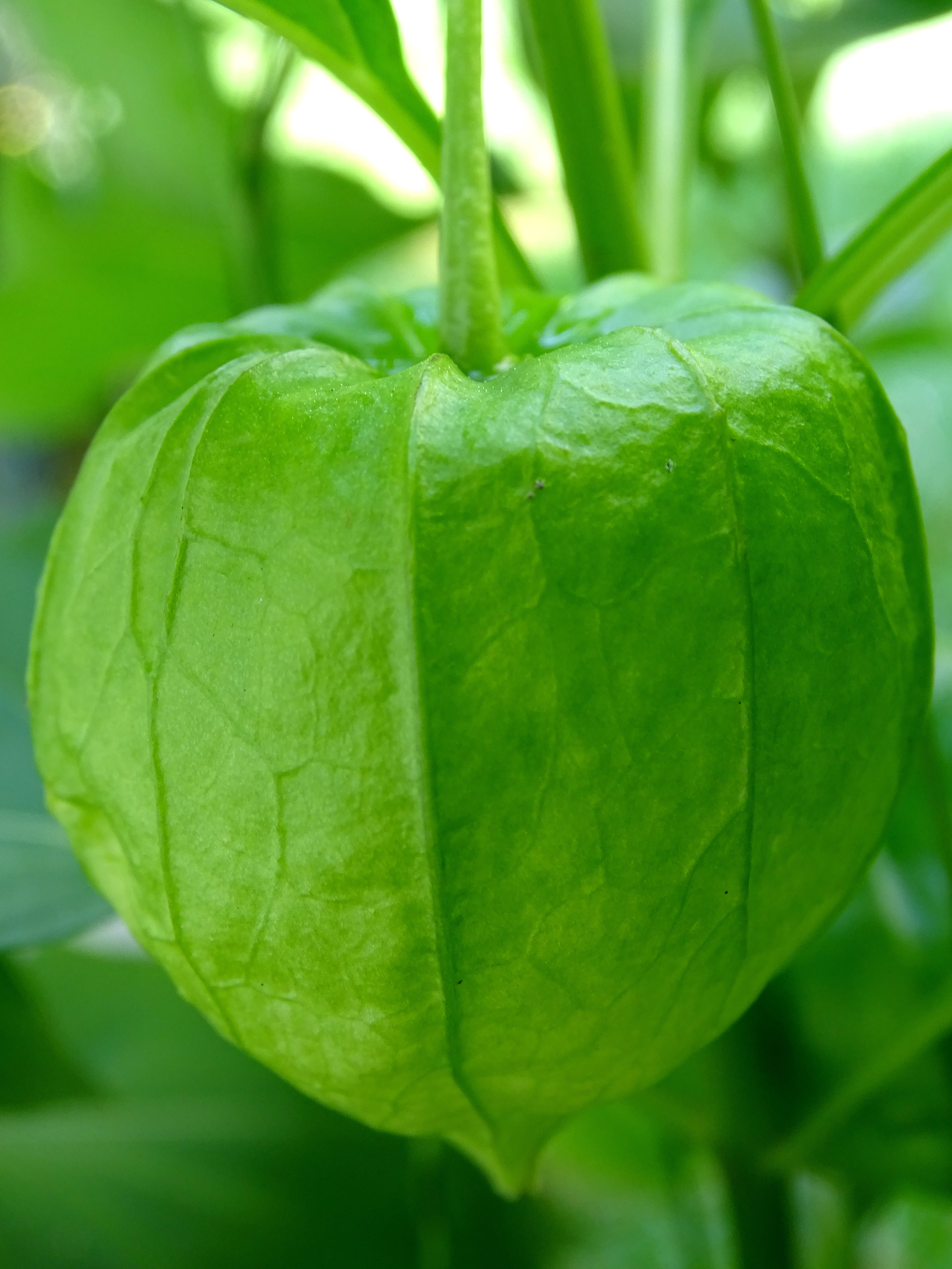 food, organic, lampionblume, nachtschattengewächs, beauty in nature, physalis alkekengi, plant part, wellbeing, food and drink, close-up, healthy eating, Phone HD Wallpaper
