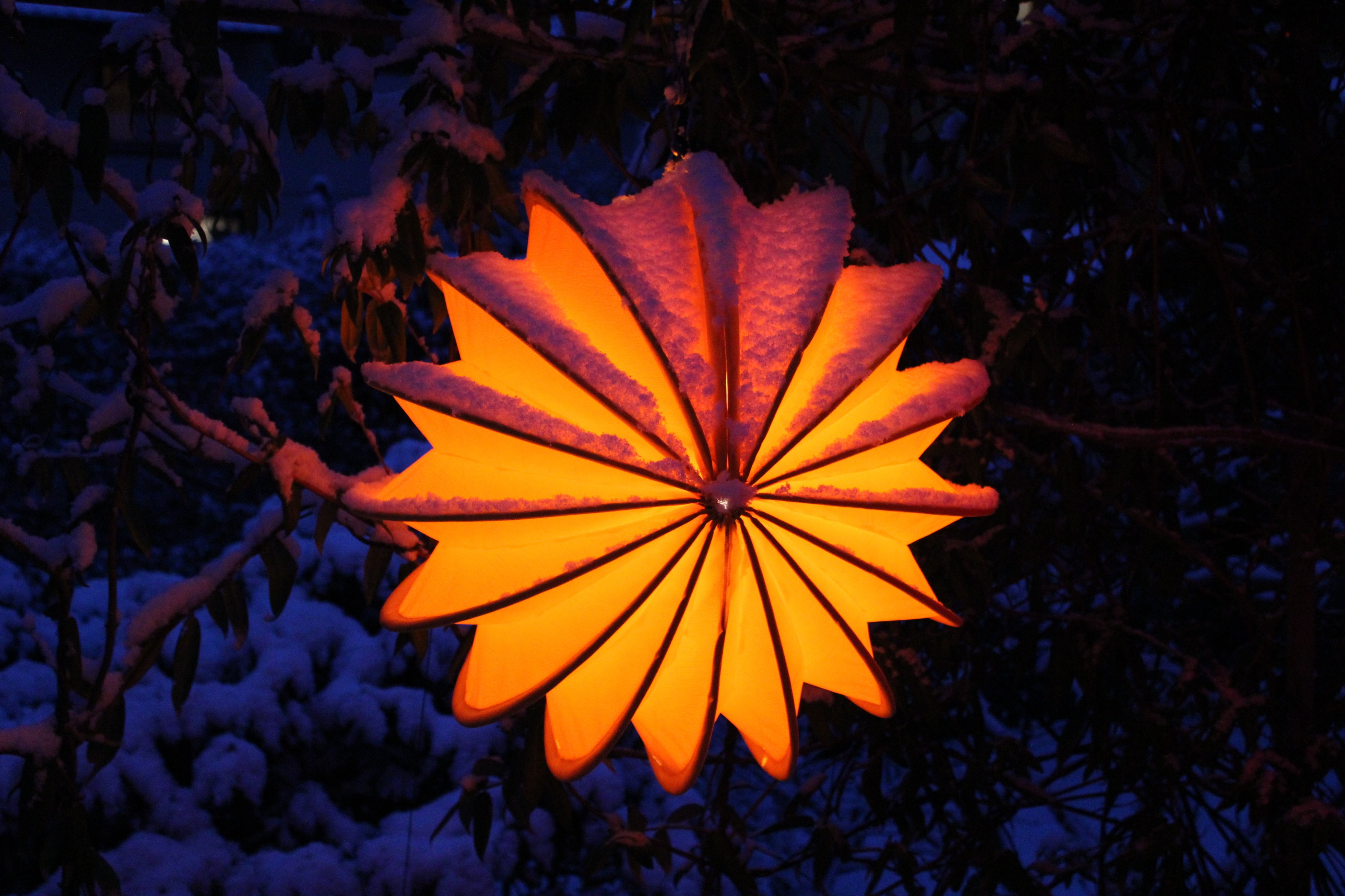 orange color, growth, christmas lights, garden, light, day, purple, robust, nature, winter lighting, lampion, flower head, maple leaf, freshness, 4K, close-up, HD Wallpaper