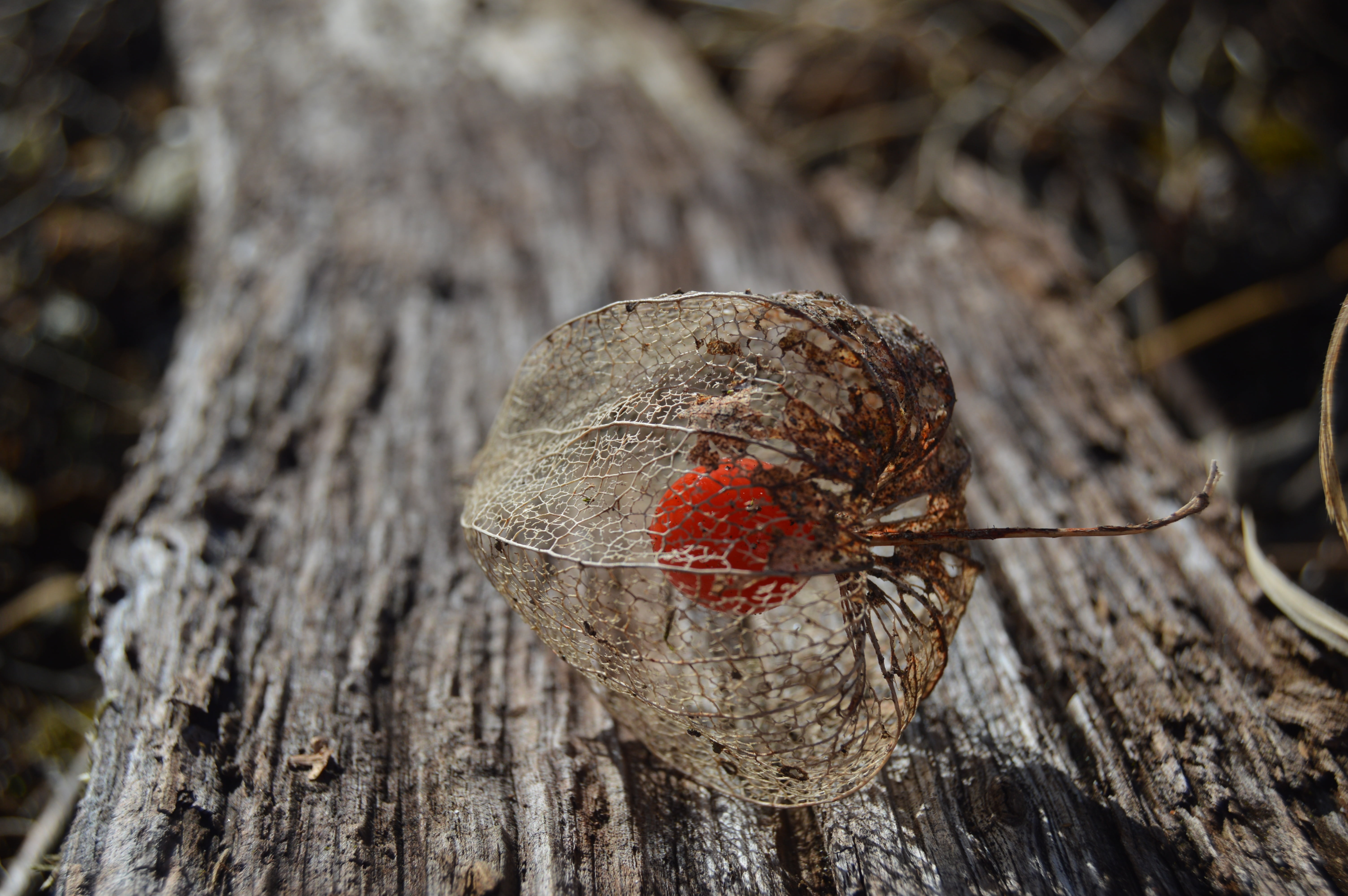 green, red, vitamin, garden, rough, wood, tree trunk, lampions, deska, growth, close-up, bark, beauty in nature, dead plant, board, sadje, trunk, day, land, HD Wallpaper