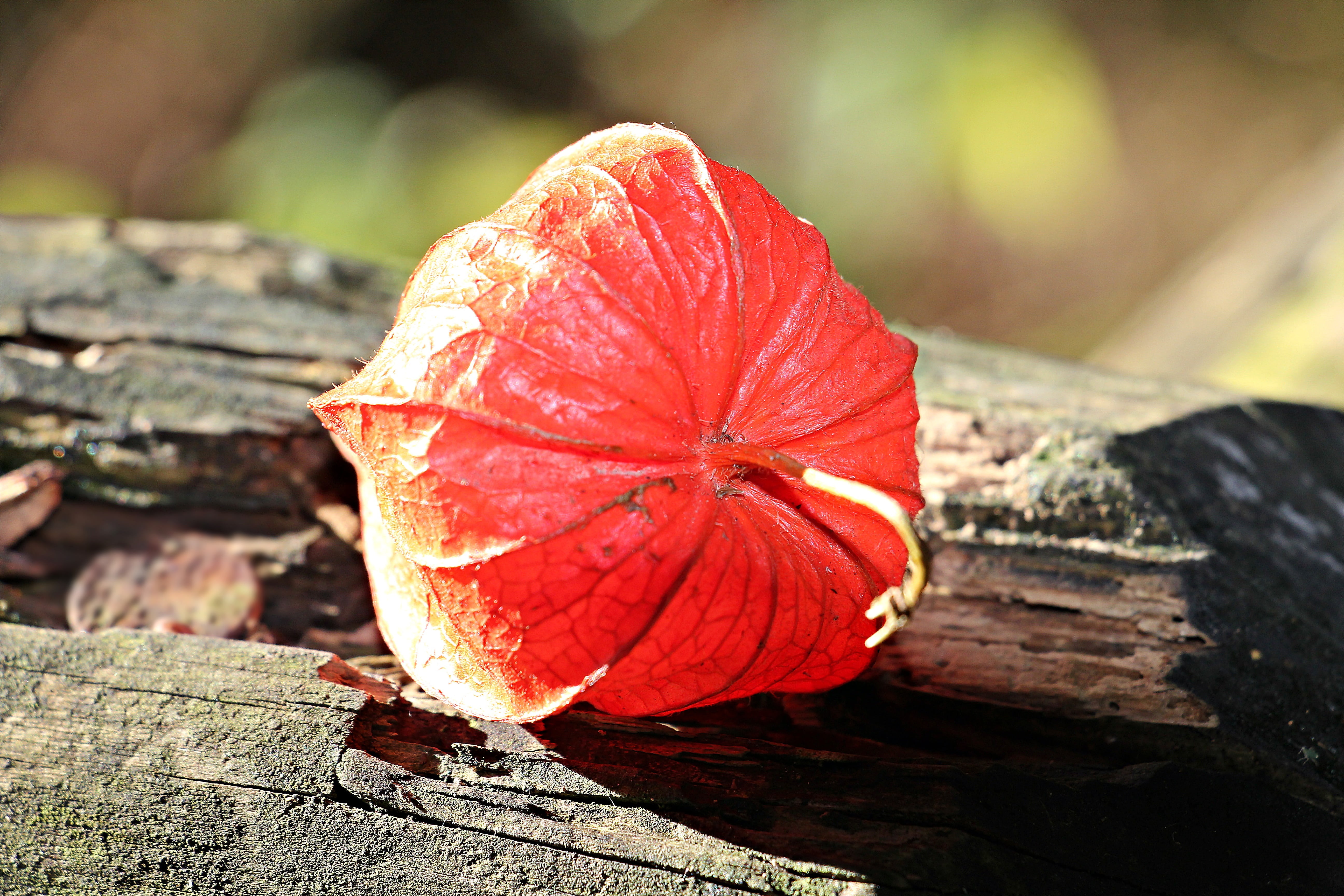 lampionblume, fragility, food and drink, lampion, wood - material, ornamental plant, natural condition, no people, focus on foreground, freshness, plant, HD Wallpaper