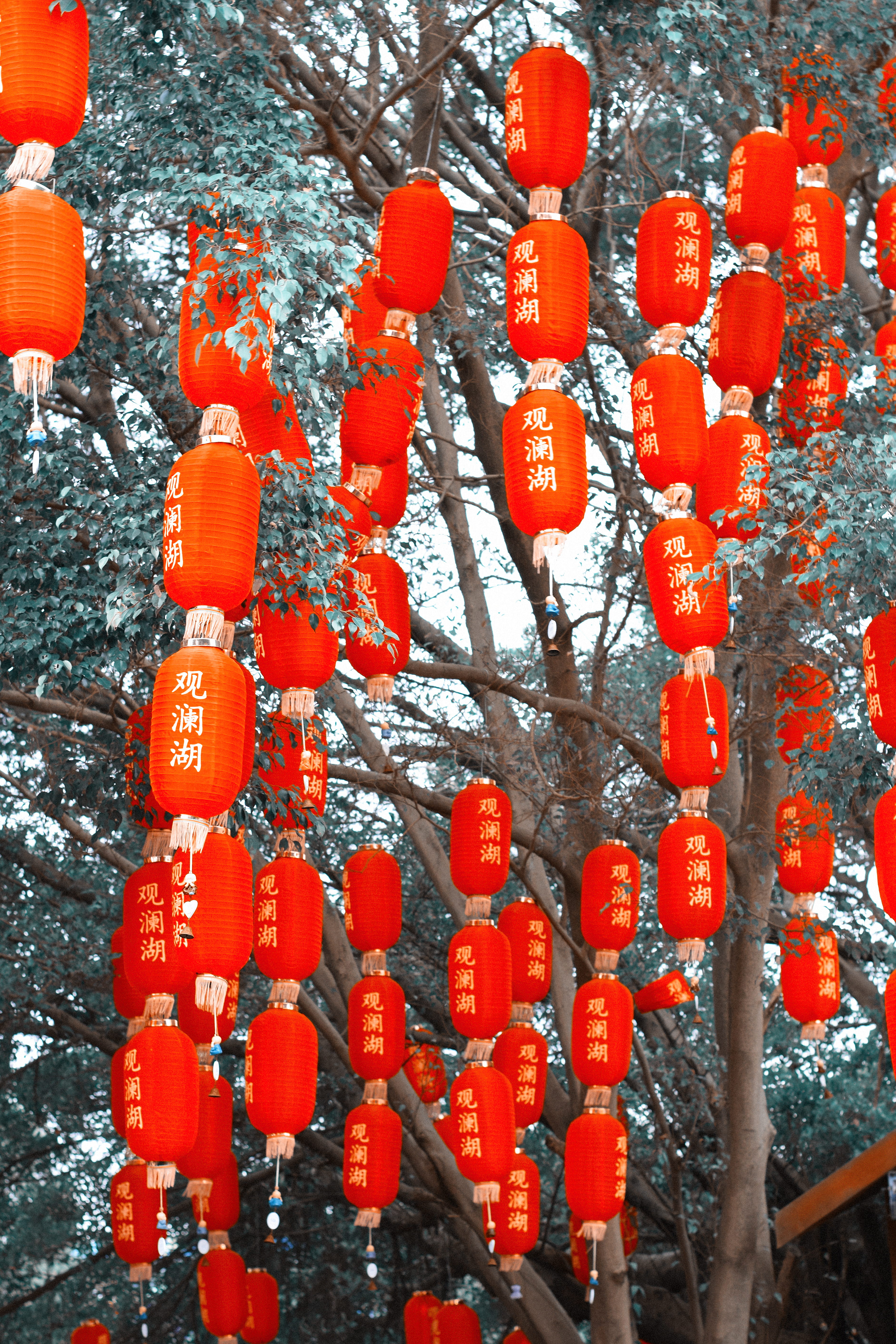 fruit, rowanberry, festival, close-up, tradition, hanging, 5K, architecture, plant, wall - building feature, food, branch, day, chinese, red, lantern, Phone HD Wallpaper