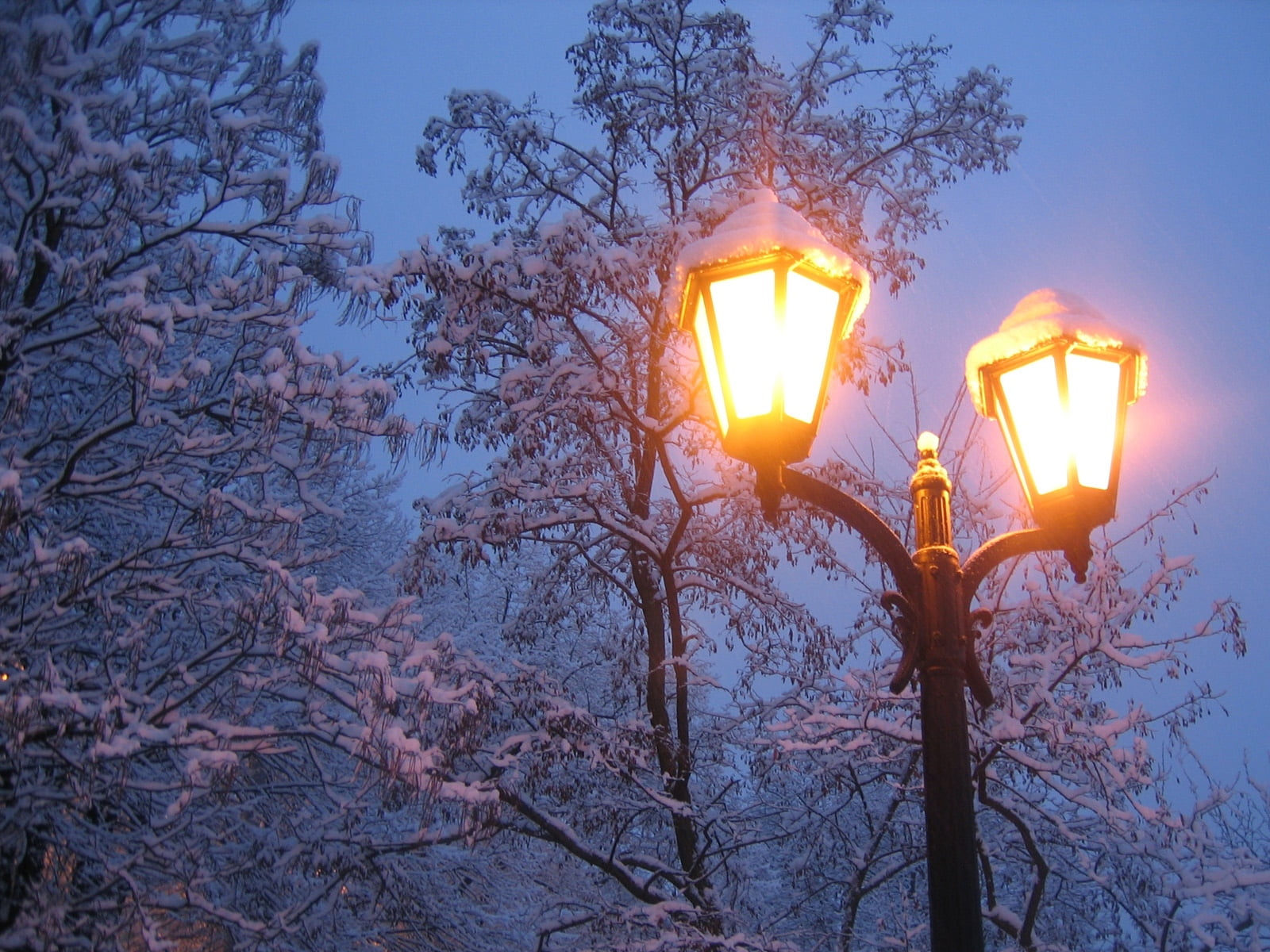 no people, low angle view, 720P, season, lantern, plant, electric Lamp, street, nature, electrical equipment, celebration, black, lighting Equipment, light, HD Wallpaper