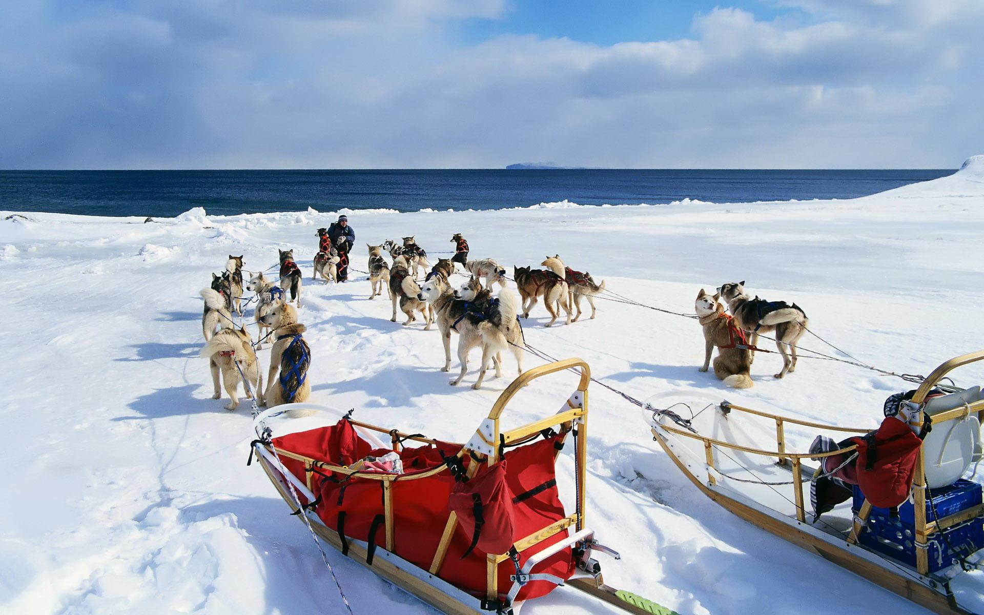 go, snow, 1080P, dogs, cute, puppy, animals, funny, sleds, s, red, let, brown, HD Wallpaper