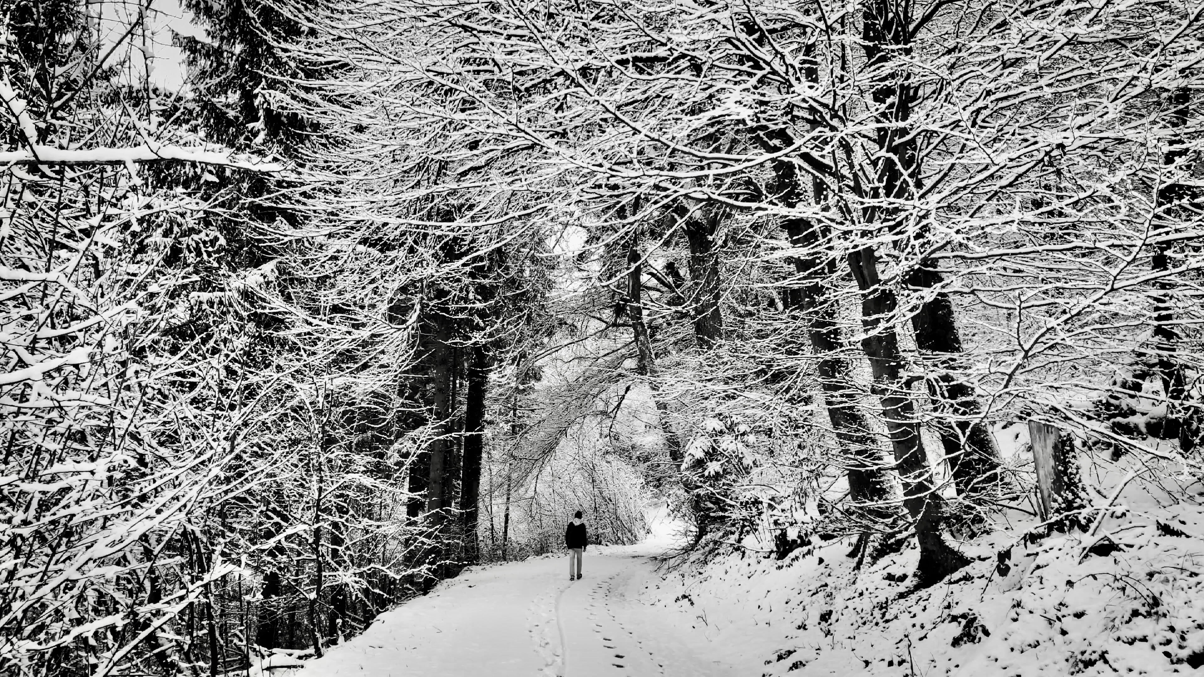 snowing, plant, let, snow, scenics - nature, 4K, tranquility, go, man, covered, covering, road, coniferous tree, nature, walking, tree, branch, growth, HD Wallpaper