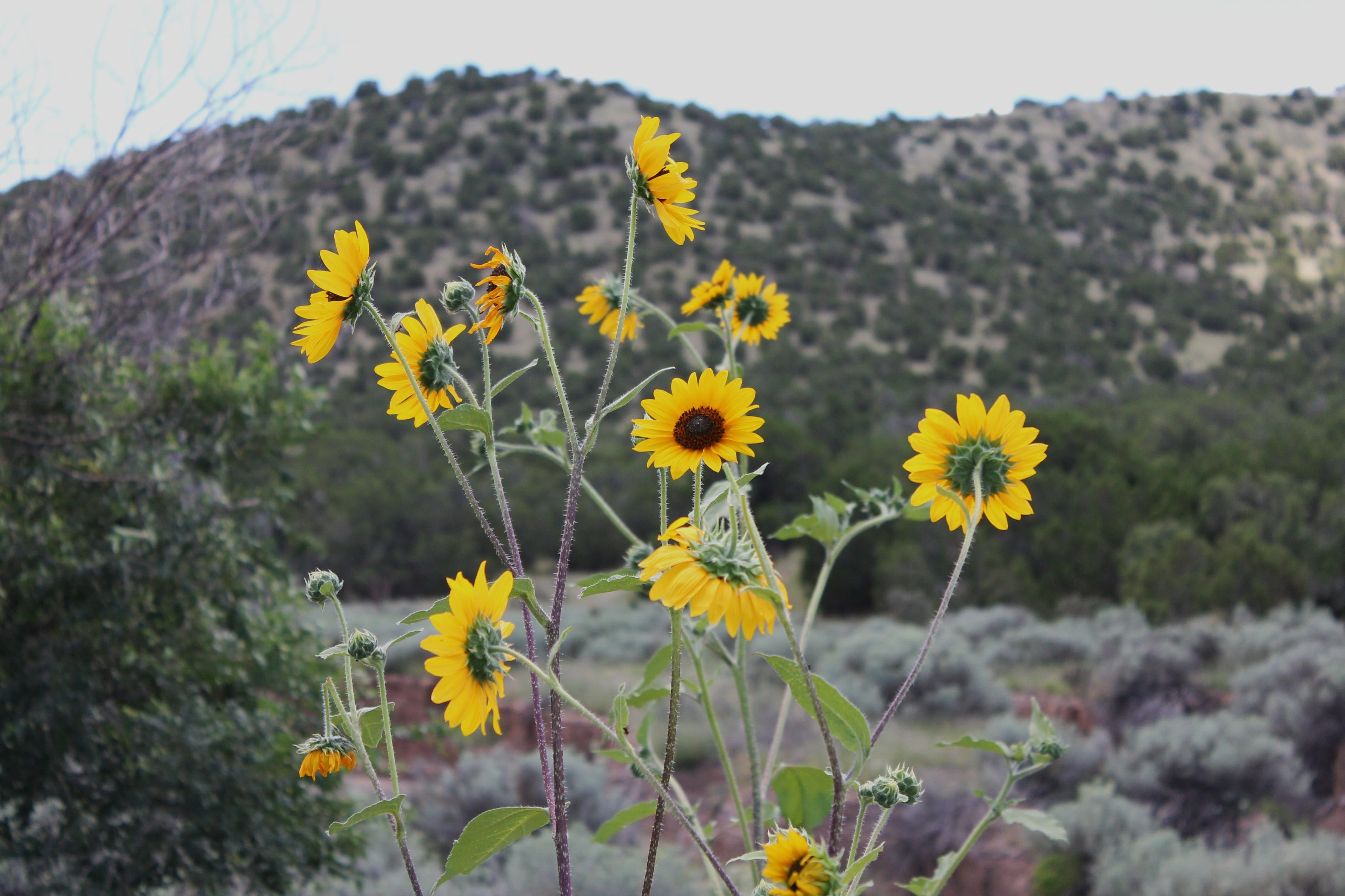 nature, wildflower, vulnerability, 4K, land, beauty in nature, flower head, madrid new mexico, southwest desert, view, new mexico, wild sunflowers, freshness, HD Wallpaper