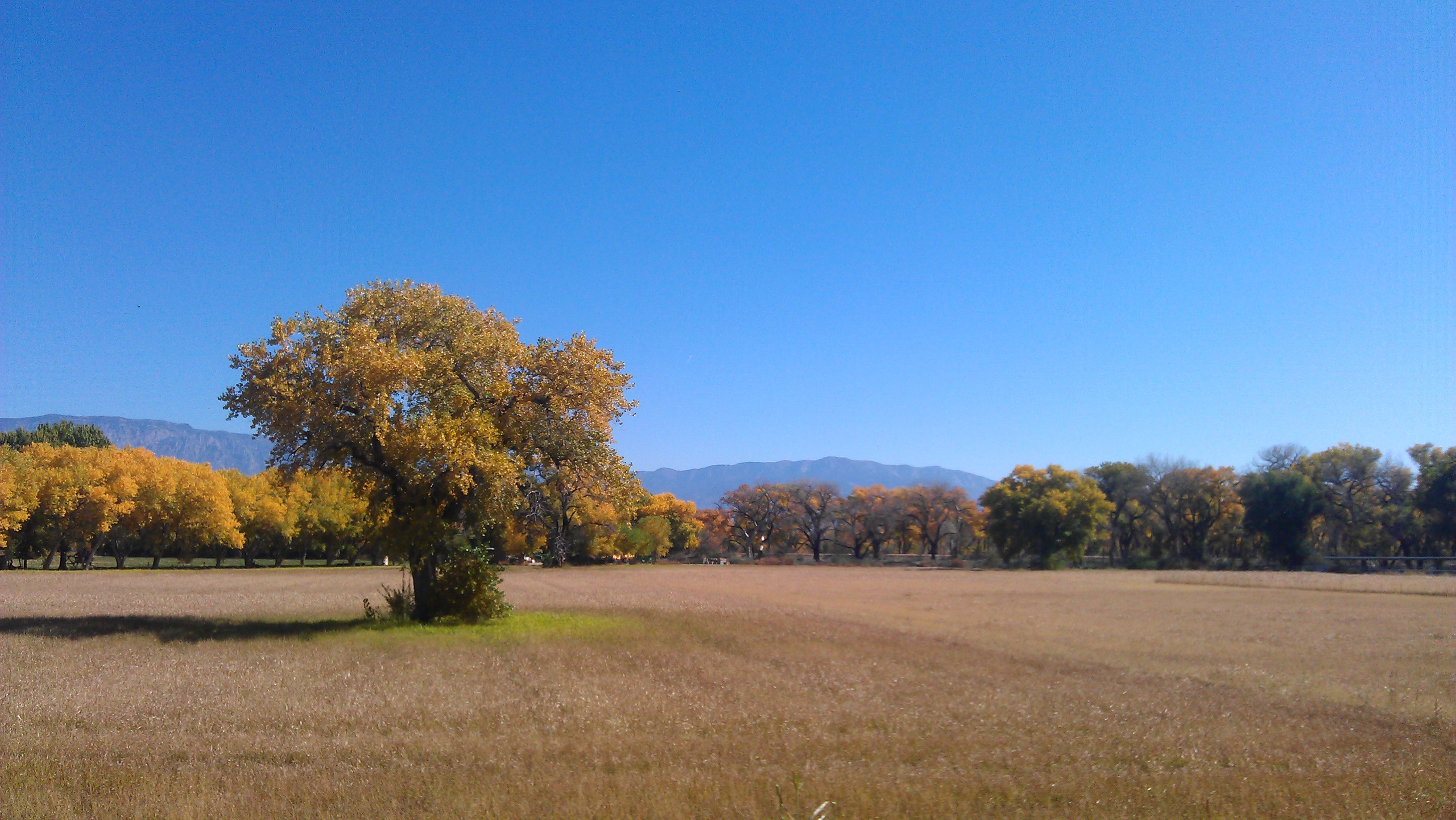 day, grass, tree, no people, nature, open, field, albuquerque, brown, growth, tranquil scene, non-urban scene, sky, sunny, space, beauty in nature, natural, HD Wallpaper