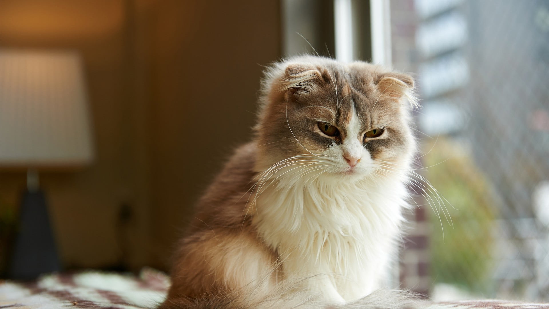 cat, no people, coated, hair, animal themes, pets, domestic animals, feline, domestic, mammal, whisker, brown, looking away, animals, animal head, looking, HD Wallpaper