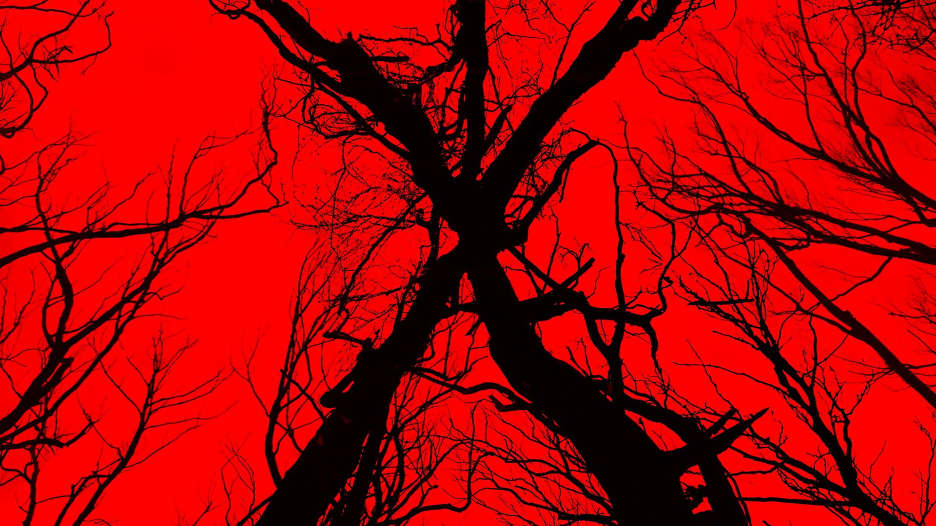 sky, blair witch, bare tree, red, autumn, outdoors, beauty in nature, 1080P, tree, plant, scenics - nature, sunset, nature, trunk, tranquility, tree trunk, HD Wallpaper