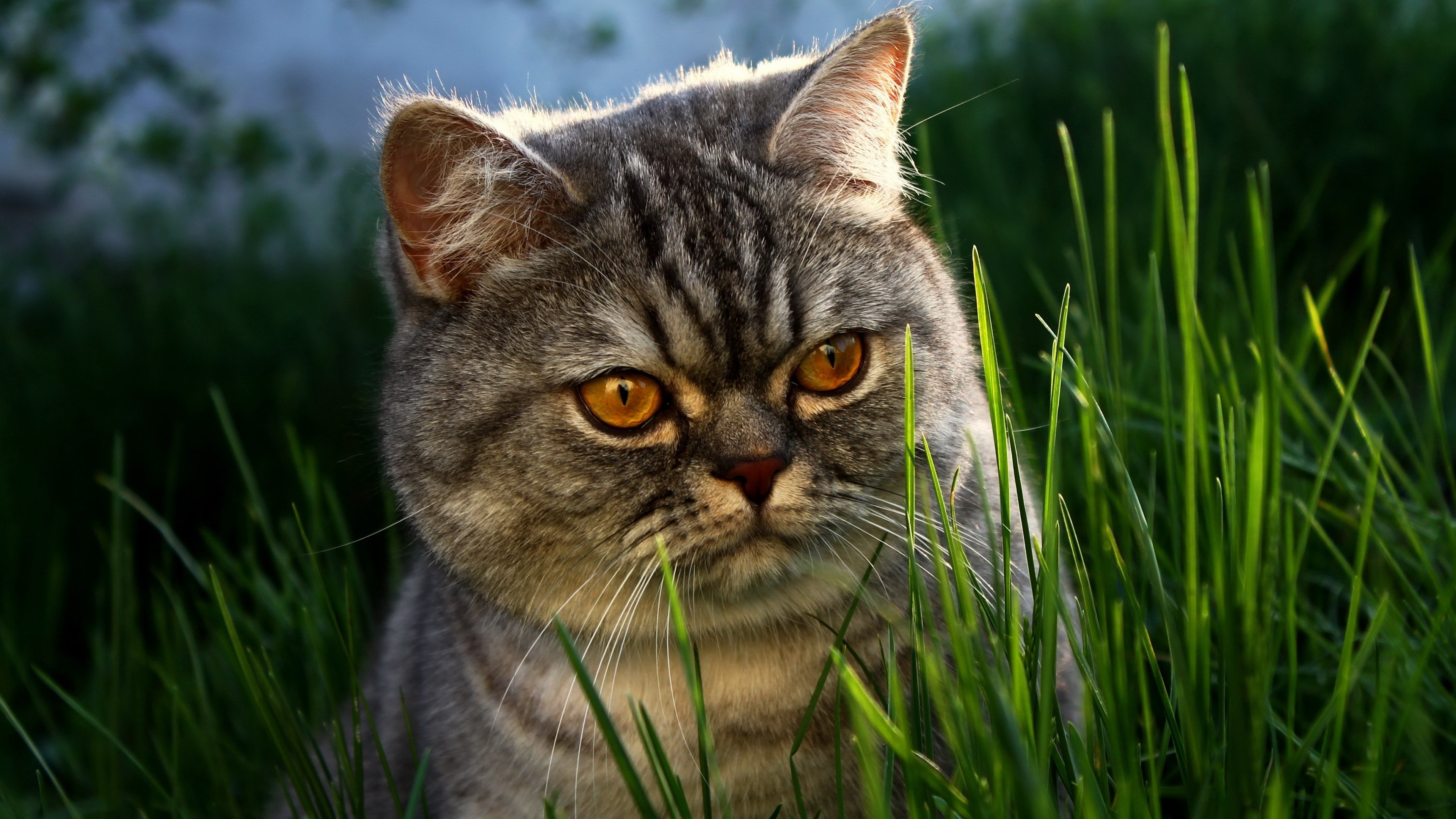 animal, field, animal head, nature, tabby, 4K, no people, domestic cat, funny cat picture with big eyes, feline, grass, whisker, animal themes, portrait, HD Wallpaper