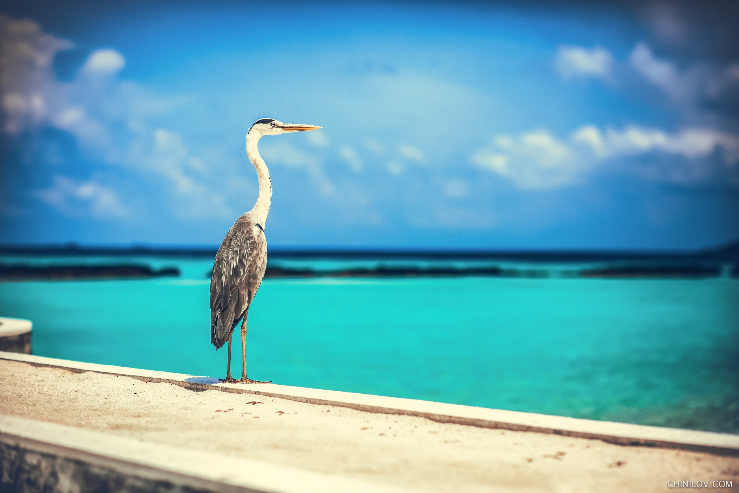 2K, sky, sea, Ivan Chinilov, blue, birds, animals, HD Wallpaper
