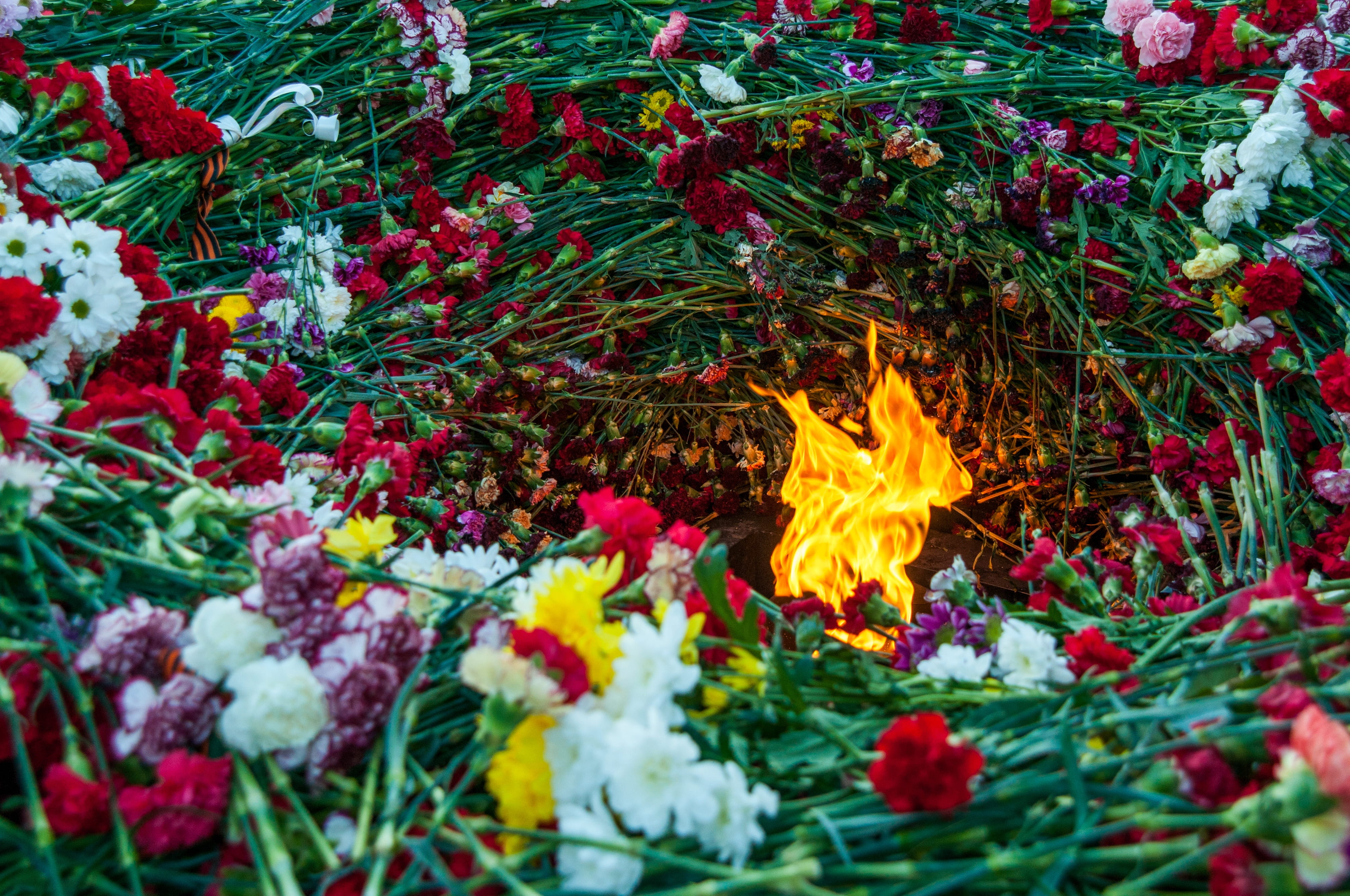 burning, close-up, red, holiday, flowers, victory, no people, flowering plant, heat - temperature, may 9, outdoors, st petersburg russia, beauty in nature, HD Wallpaper