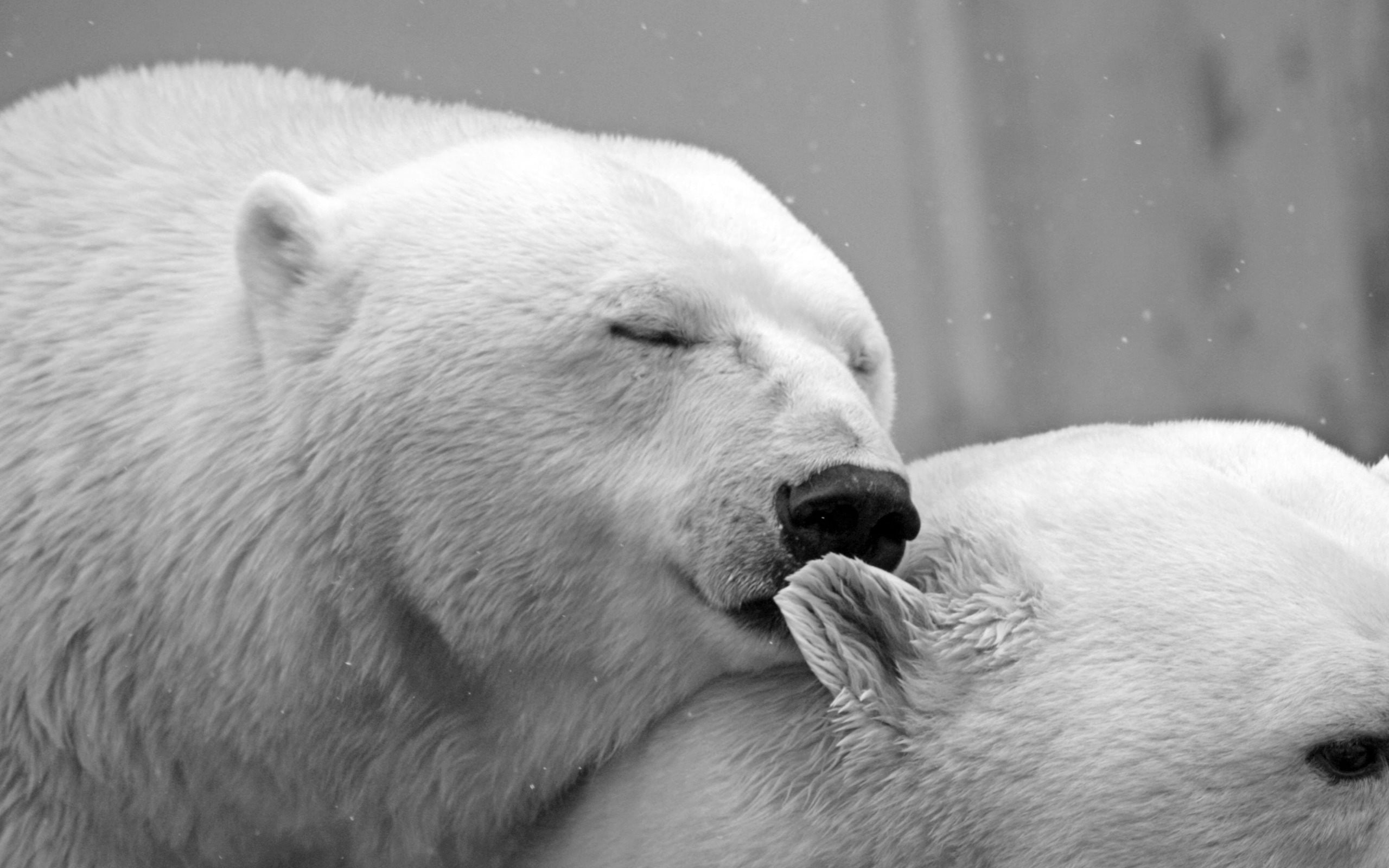 animals, polar bears, nature, 2K, HD Wallpaper
