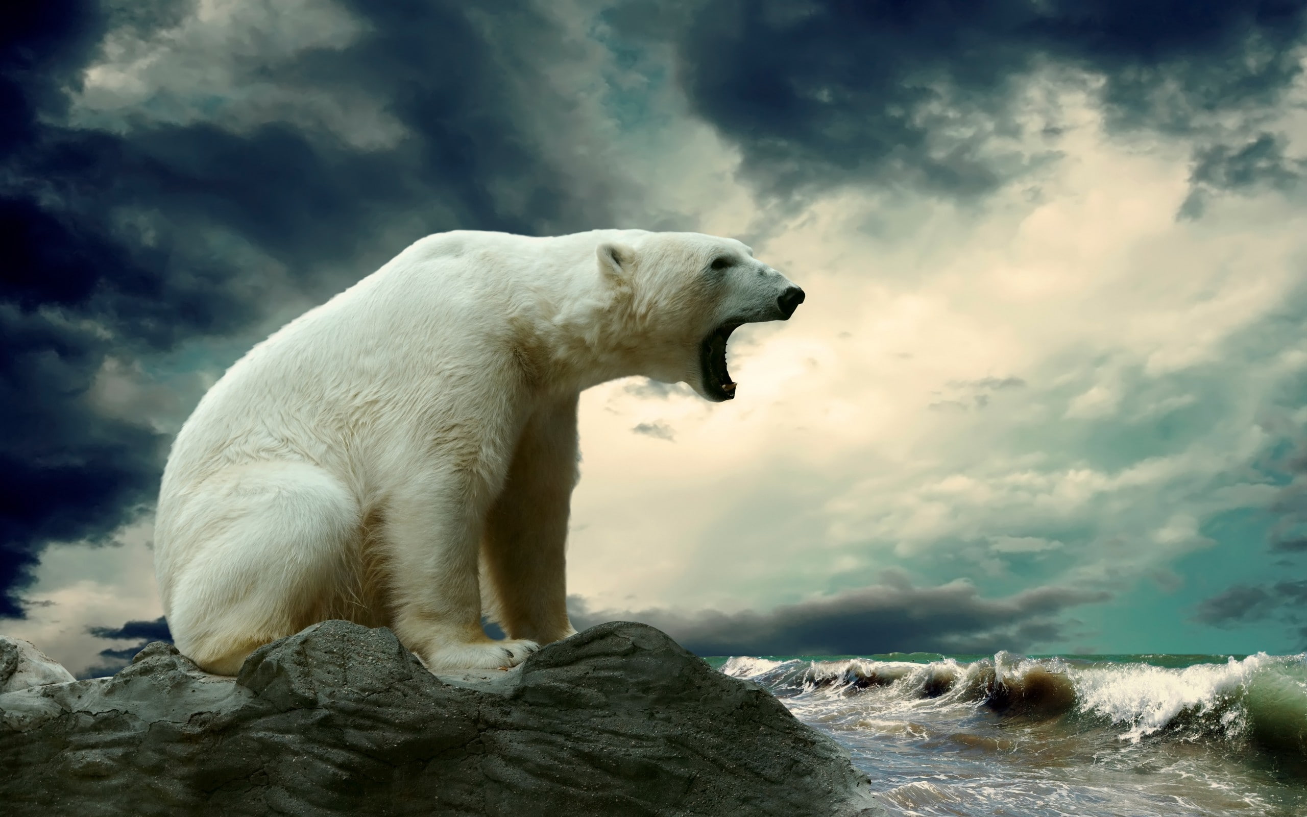 2K, polar bears, animals, nature, HD Wallpaper