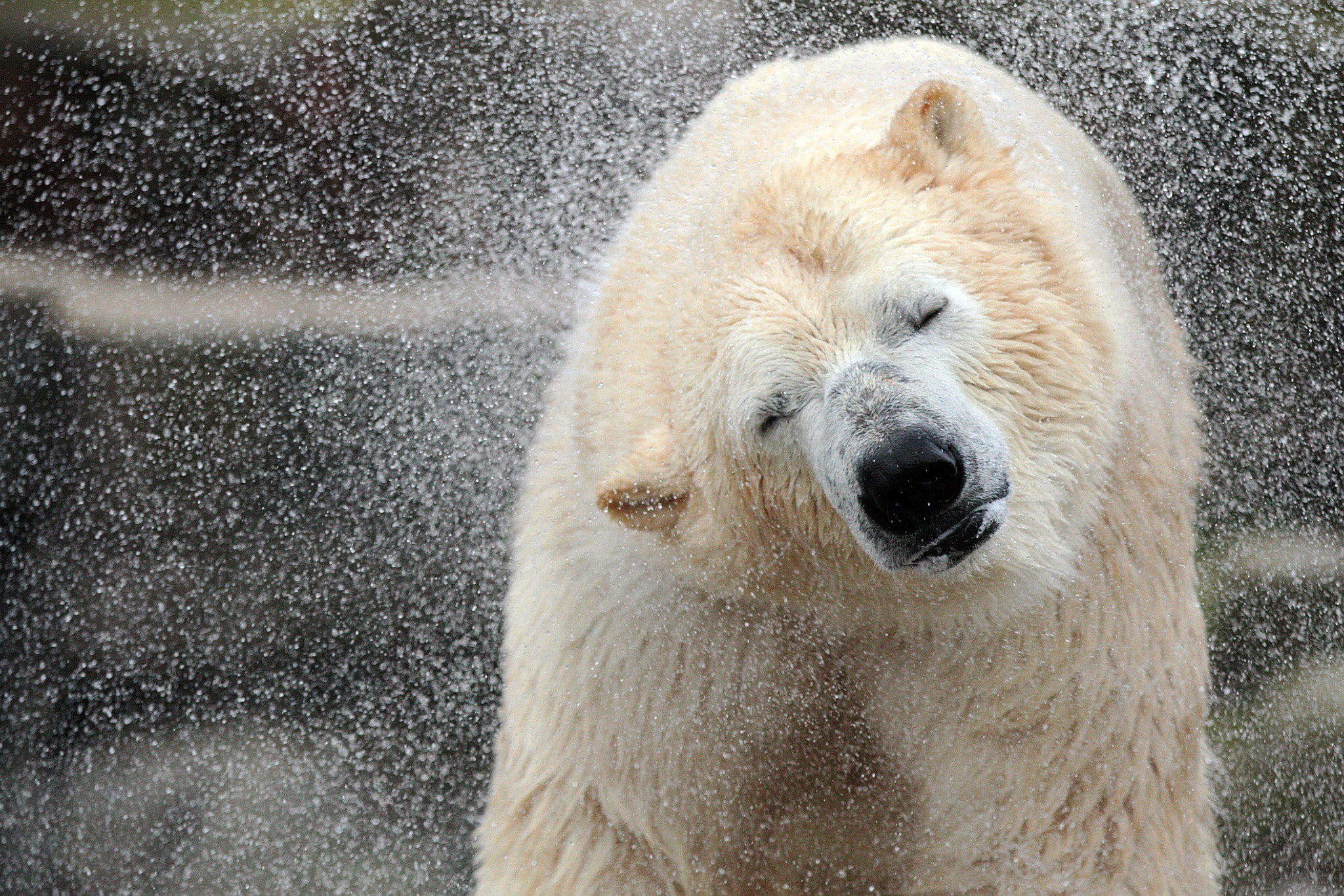 bear, Animal, polar, HD, 1080P, shaking, HD Wallpaper