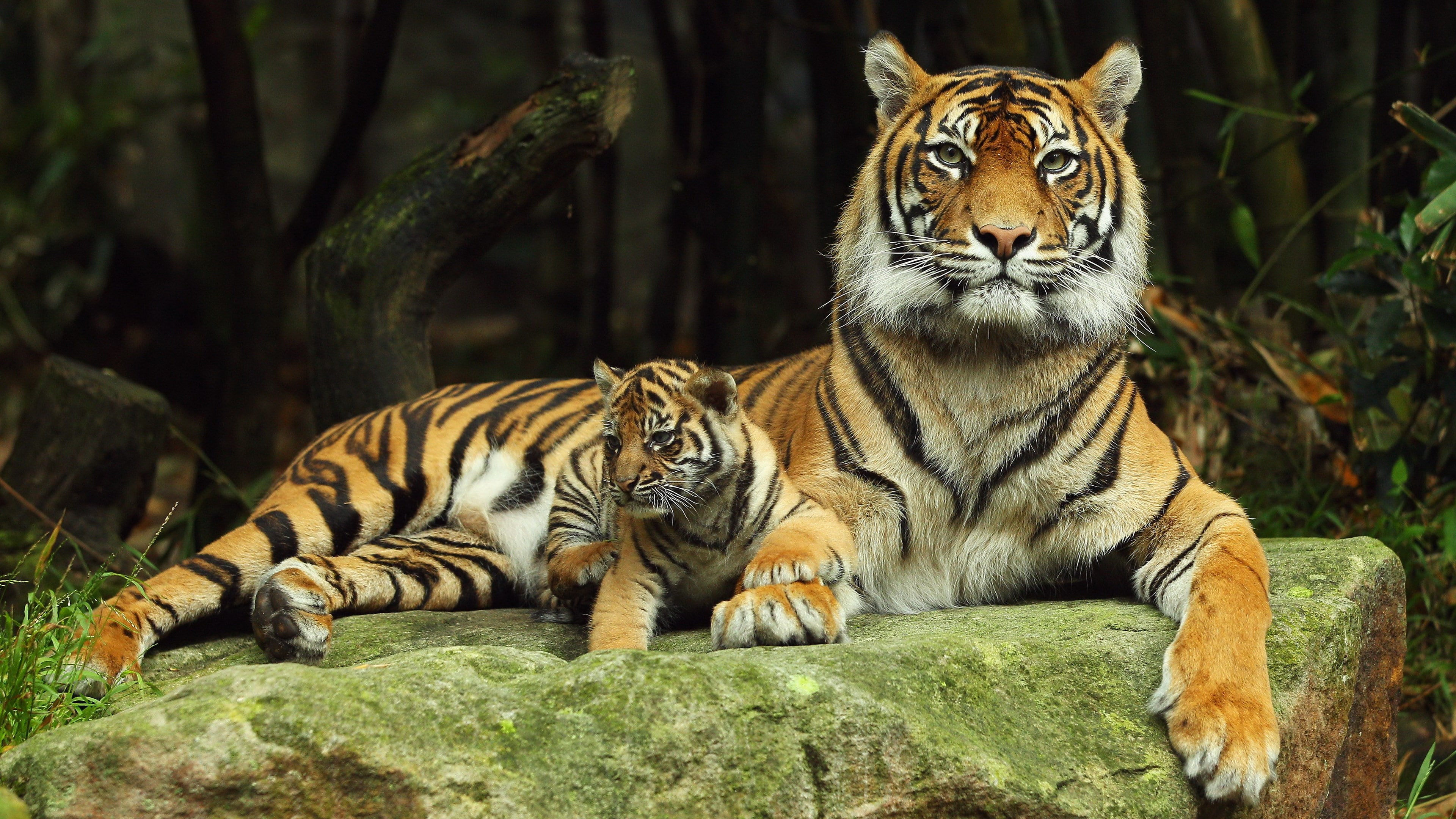 relaxation, endangered species, animal themes, whisker, nature, vertebrate, one animal, animals in the wild, undomesticated cat, zoo, mother tiger and cub, HD Wallpaper