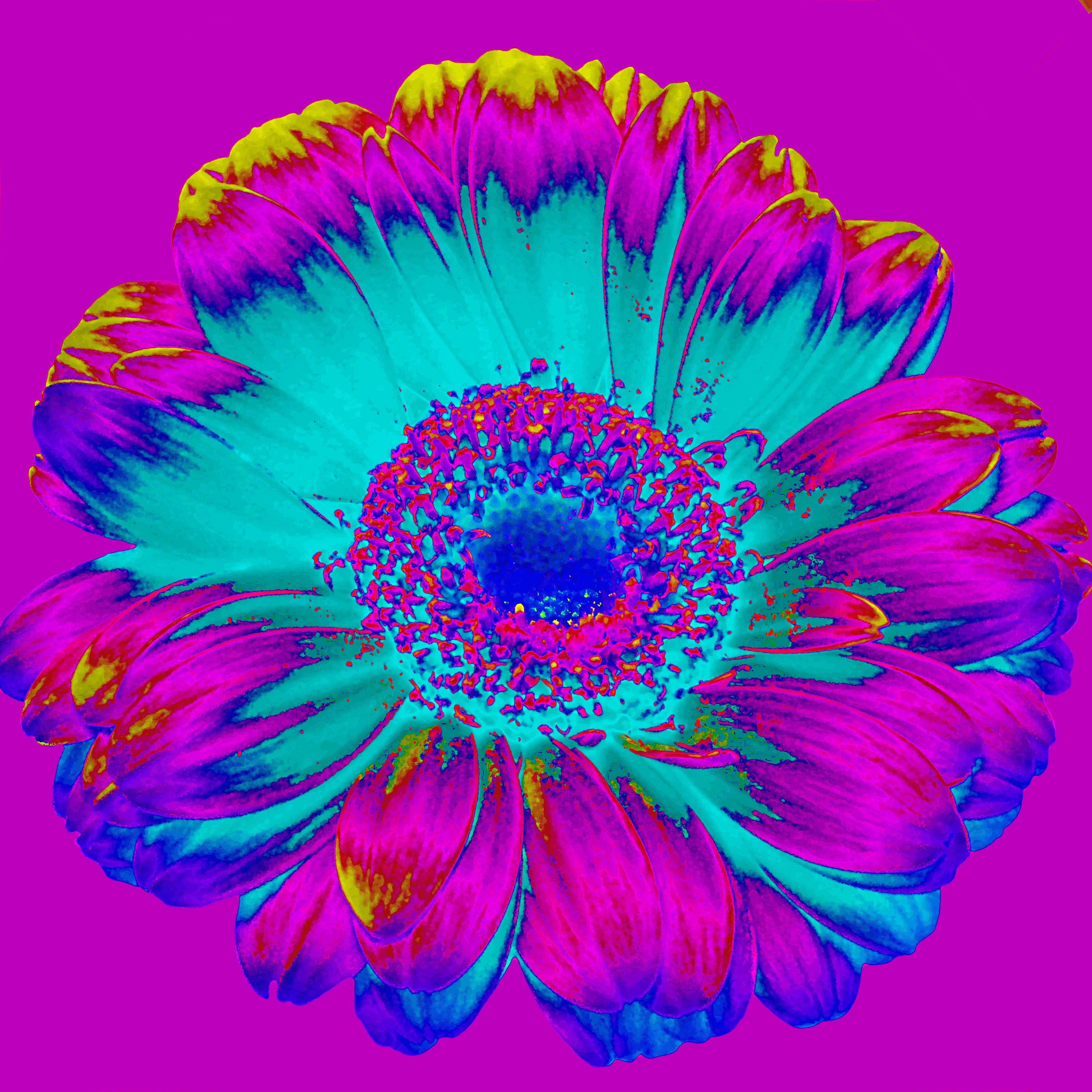 swing, pattern, pink, close-up, yellow, 4K, daisy, flower, background, pollen, vulnerability, flower head, freshness, retro, art, flowering plant, creative, Phone HD Wallpaper